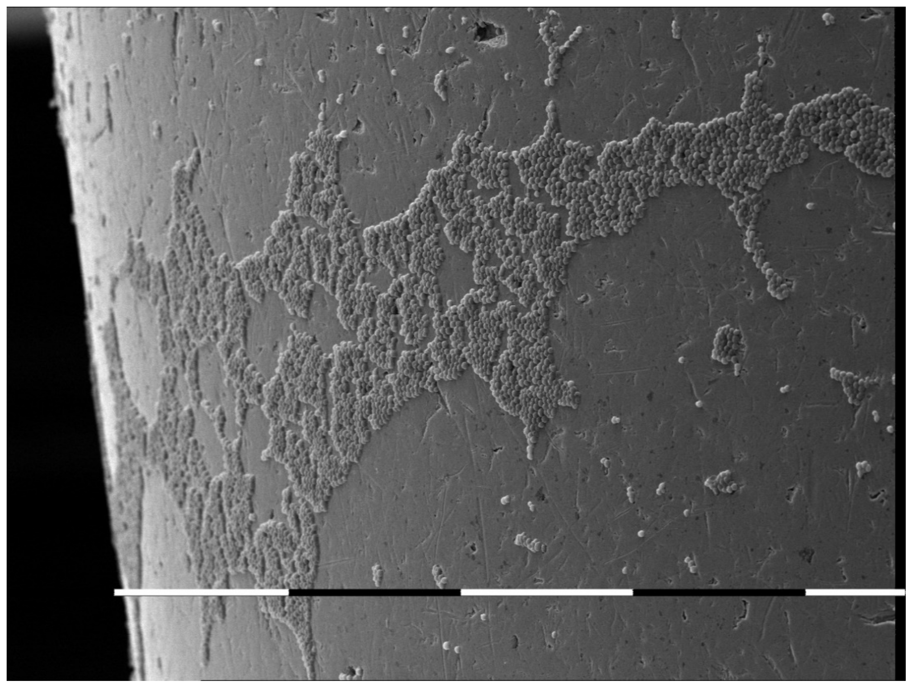 Antibiotics 11 00742 g001