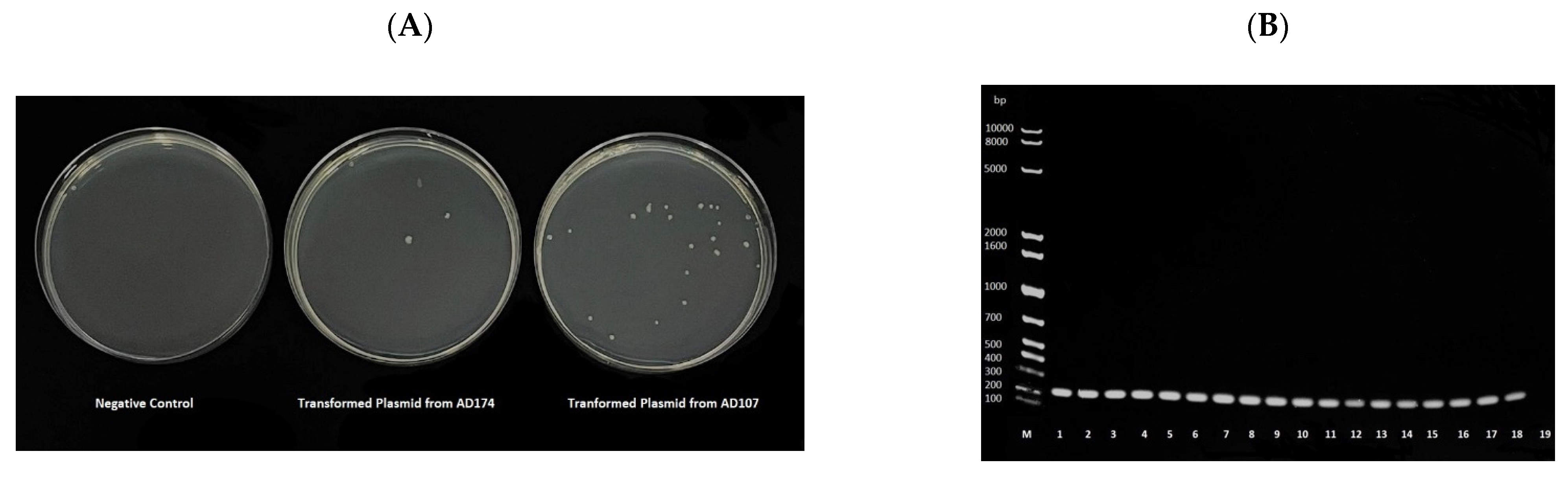 Antibiotics 11 00774 g002