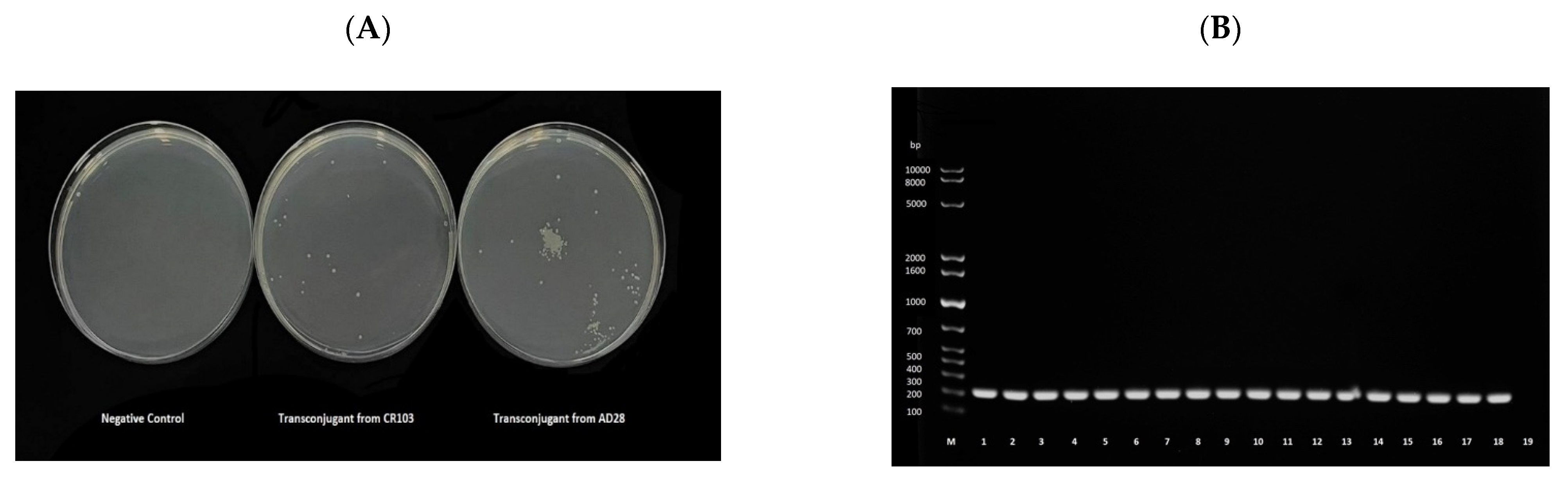 Antibiotics 11 00774 g003