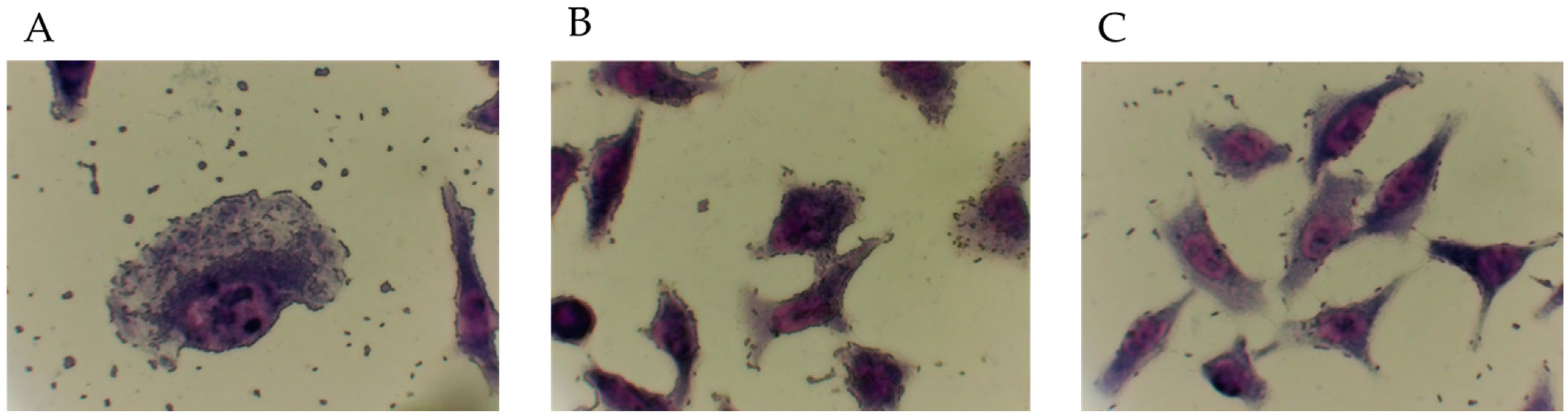 Antibiotics 11 00833 g001 Antibiotics 11 00833 g001