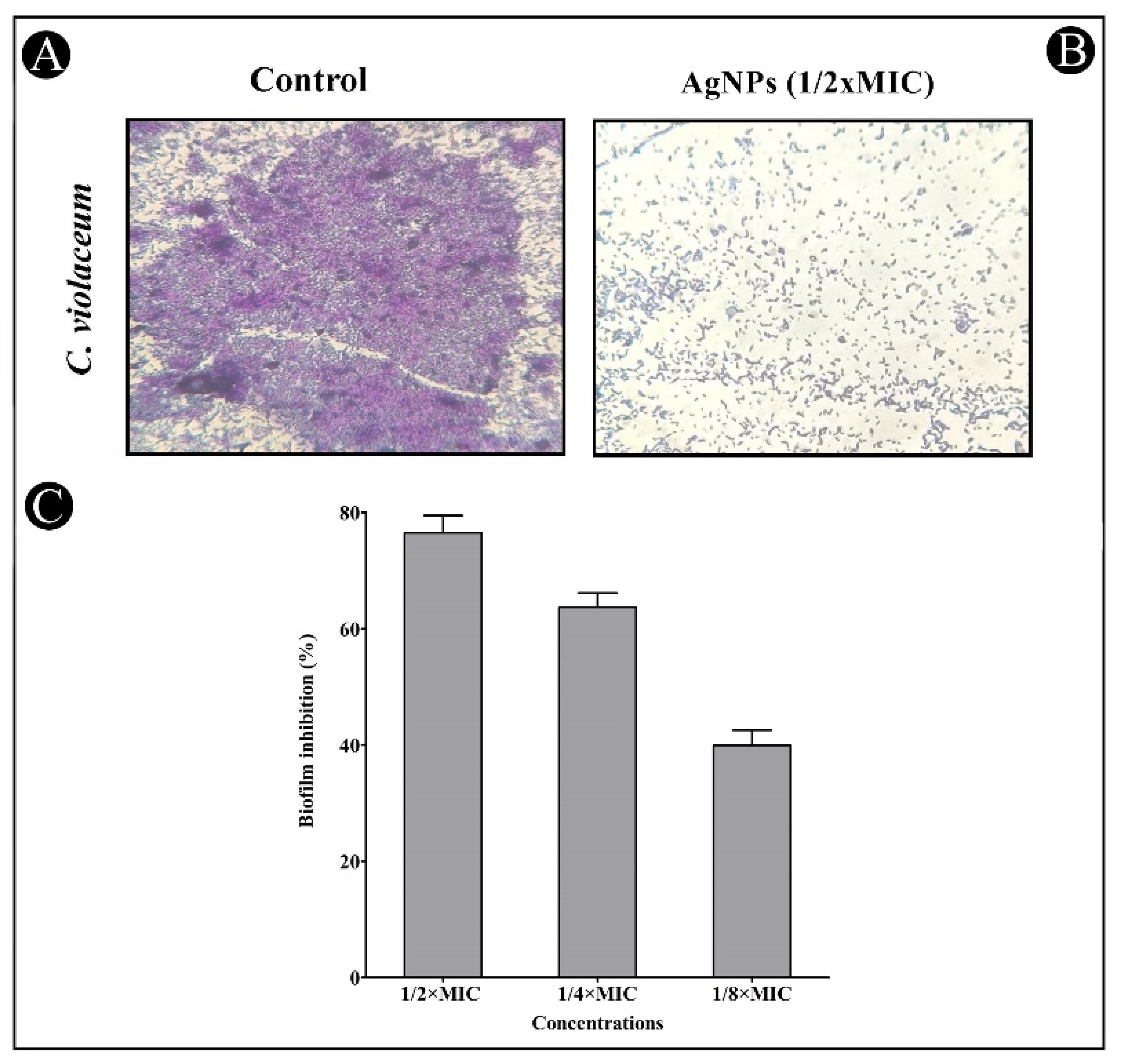 Antibiotics 11 00853 g009
