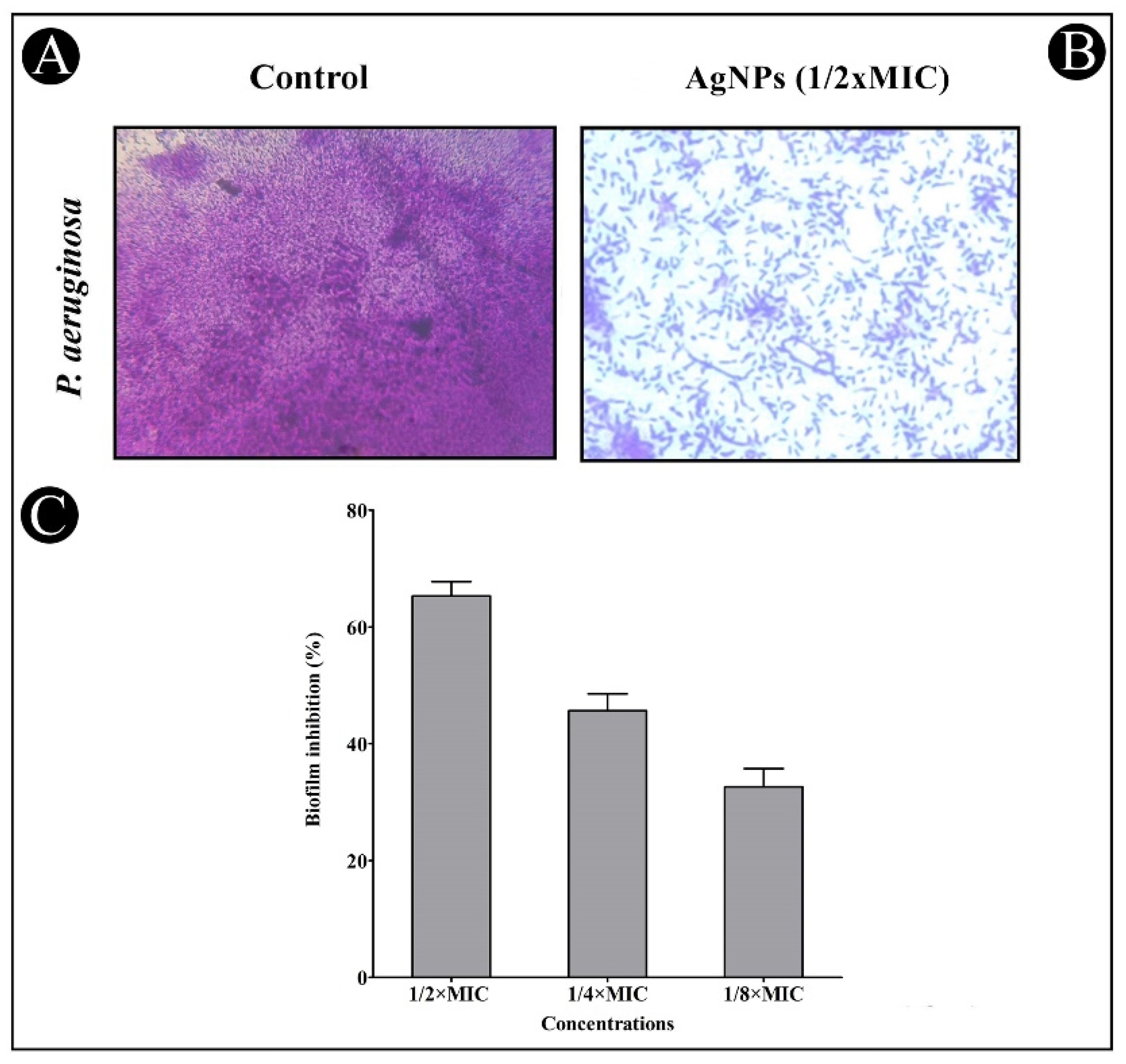 Antibiotics 11 00853 g010