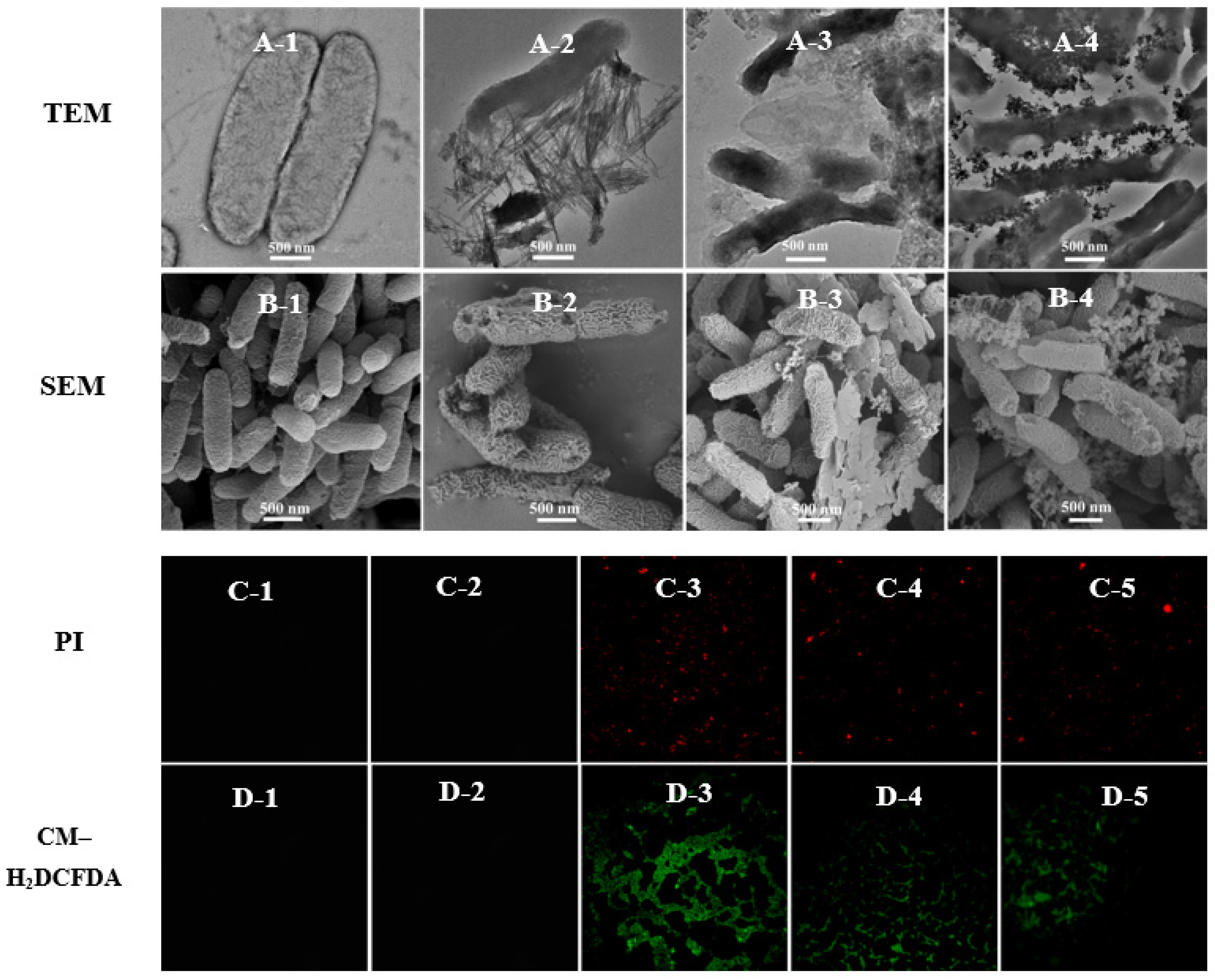 Antibiotics 11 00891 g003