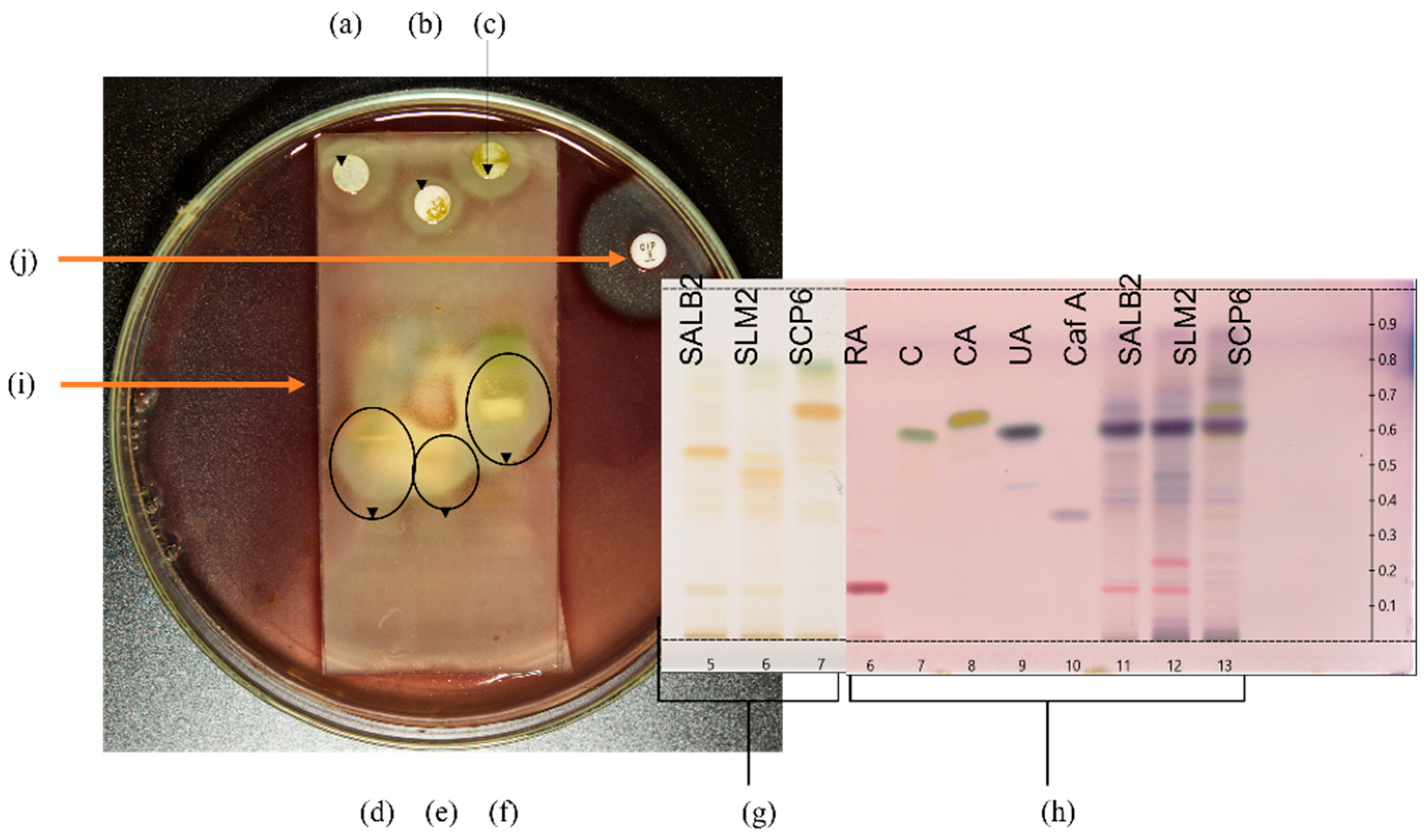 Antibiotics 11 00901 g002 Antibiotics 11 00901 g002