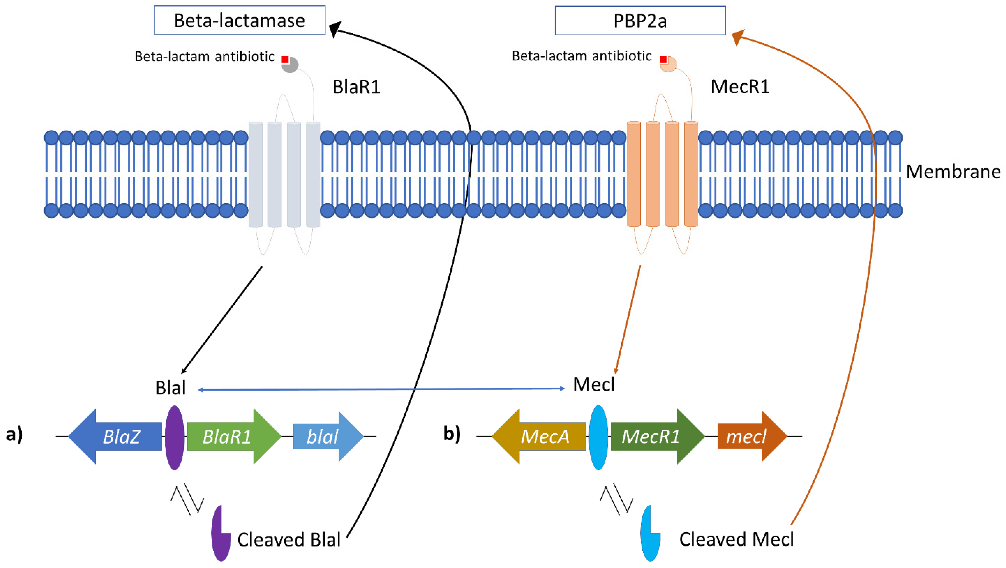Antibiotics 11 00951 g001