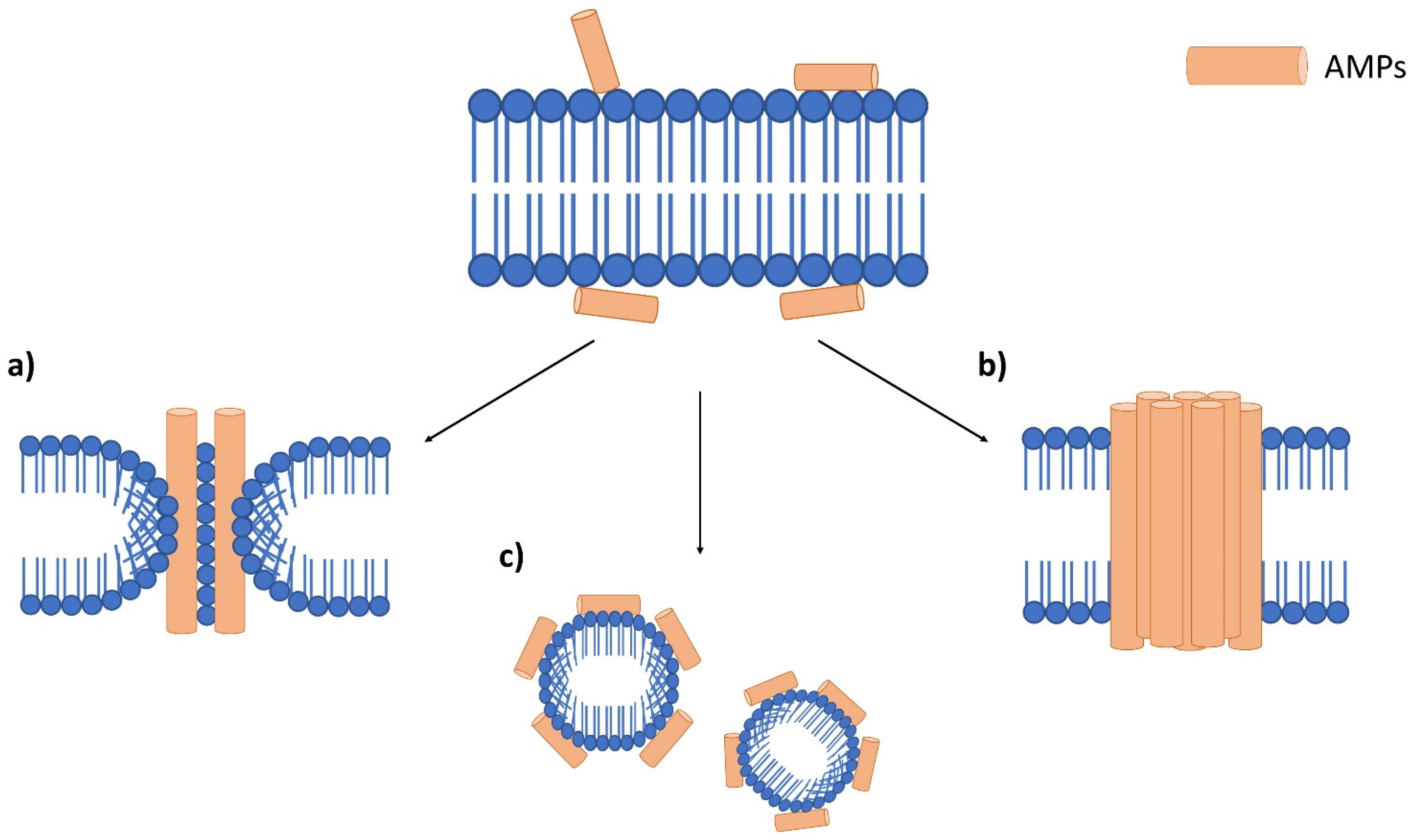 Antibiotics 11 00951 g003