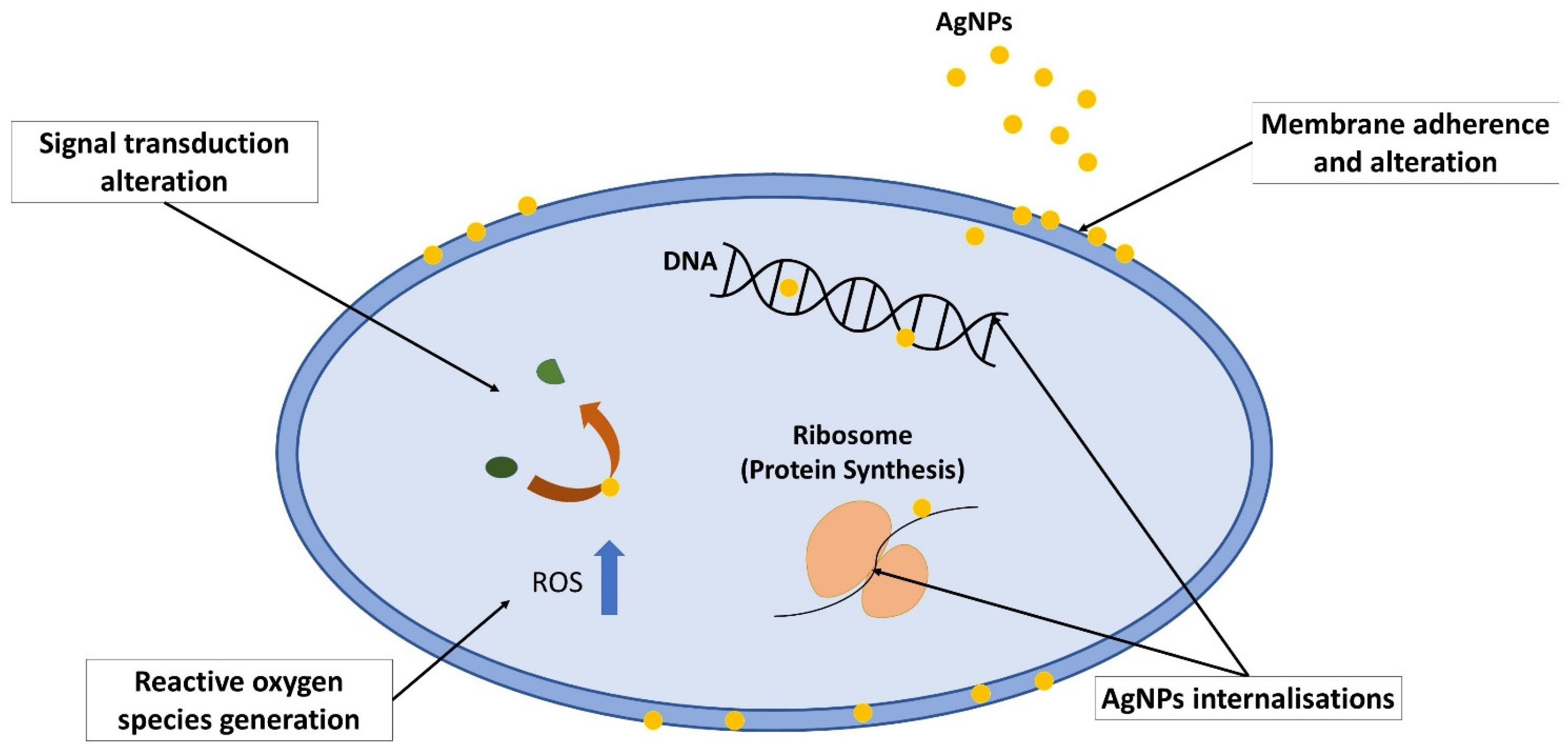 Antibiotics 11 00951 g004
