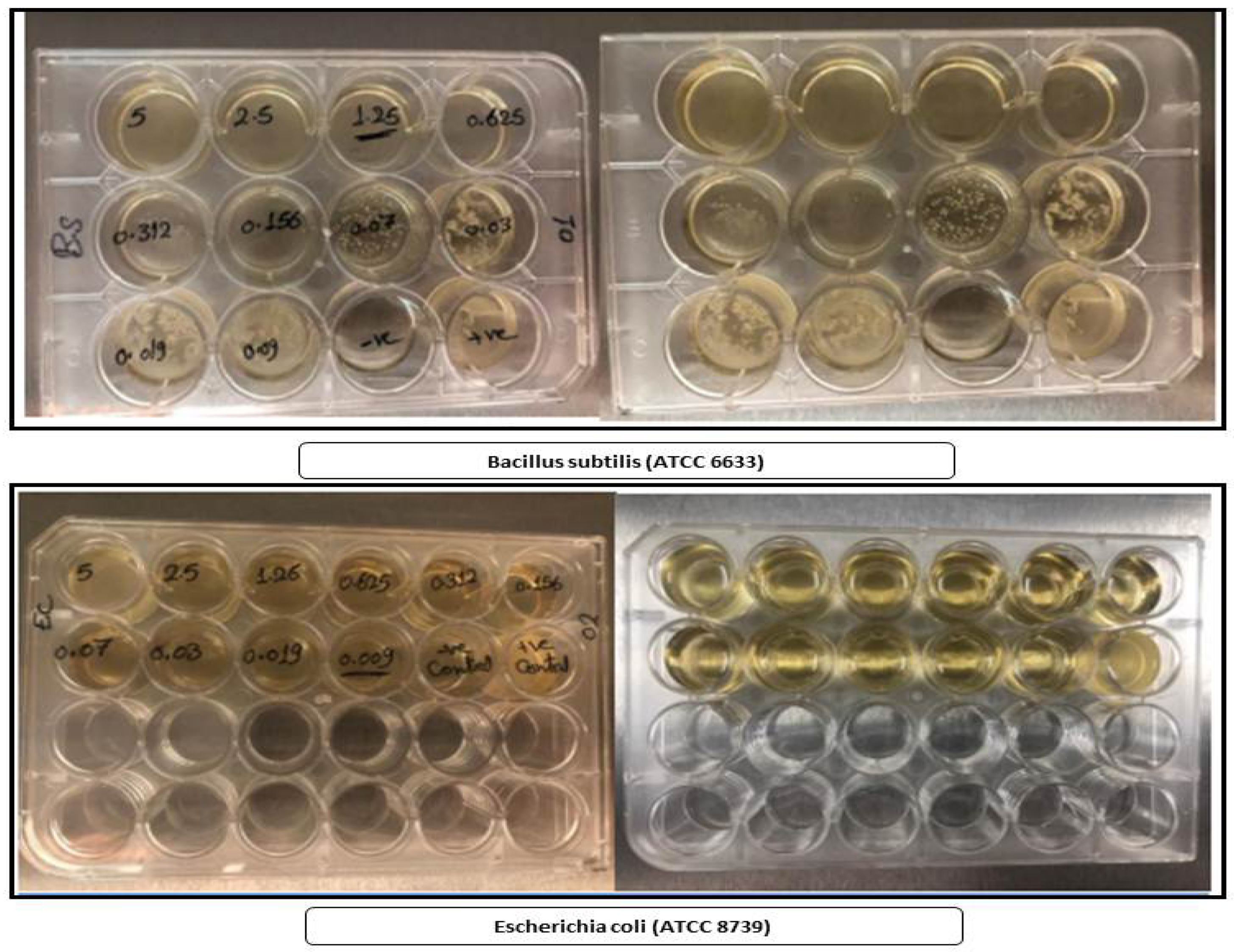 Antibiotics 11 00967 g013