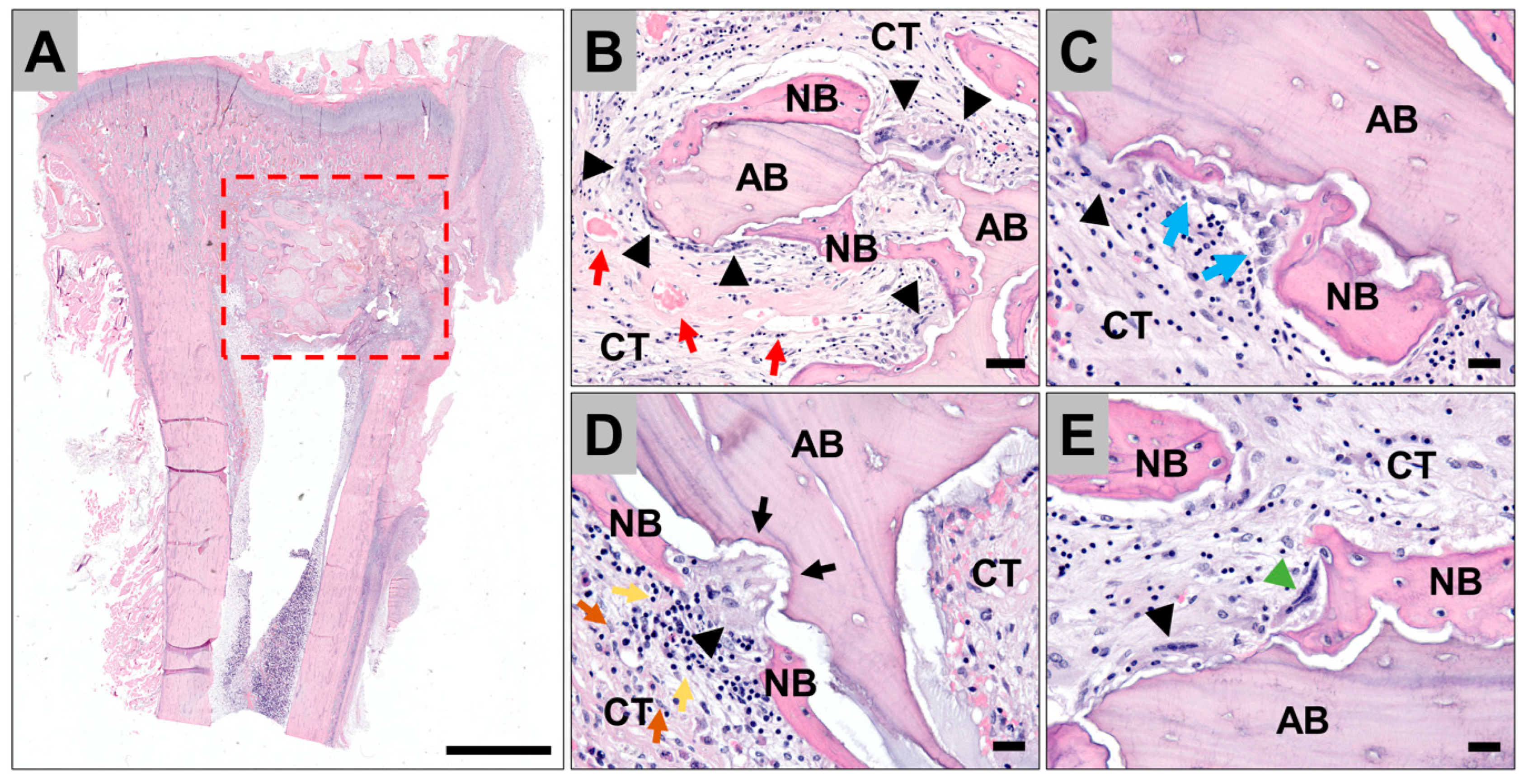 Antibiotics 11 00969 g005