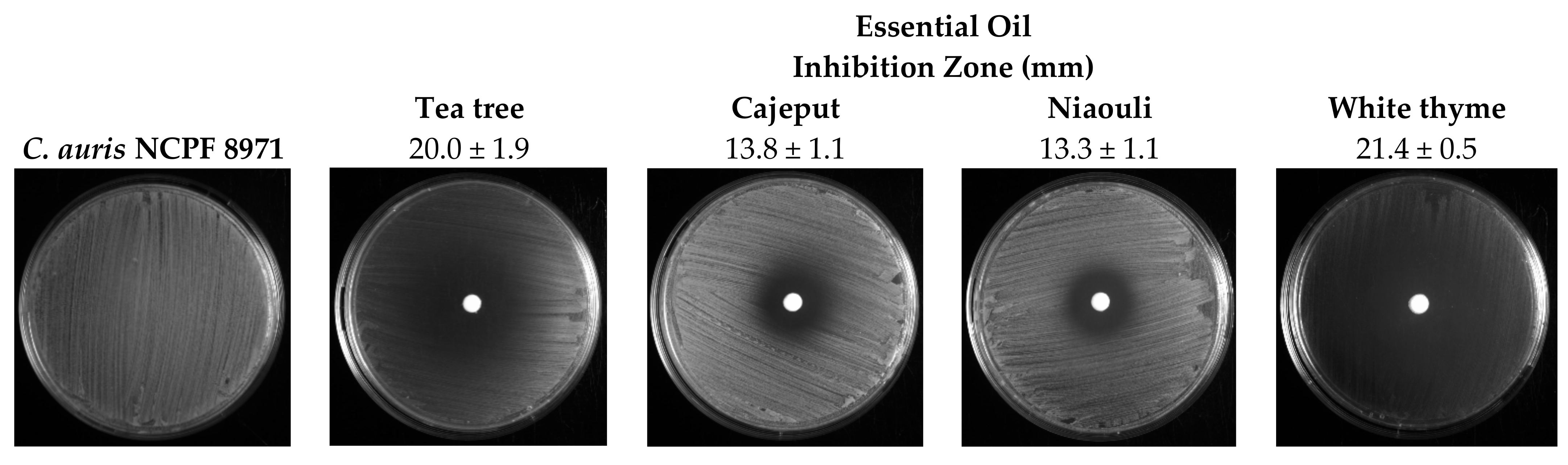 Antibiotics 11 00977 g001