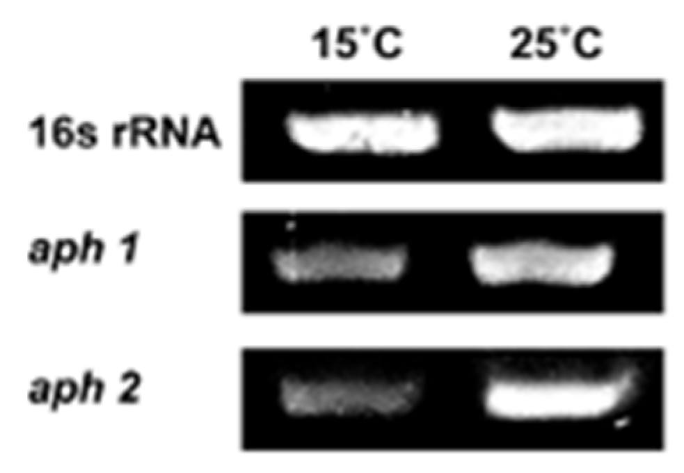 Antibiotics 11 01019 g002