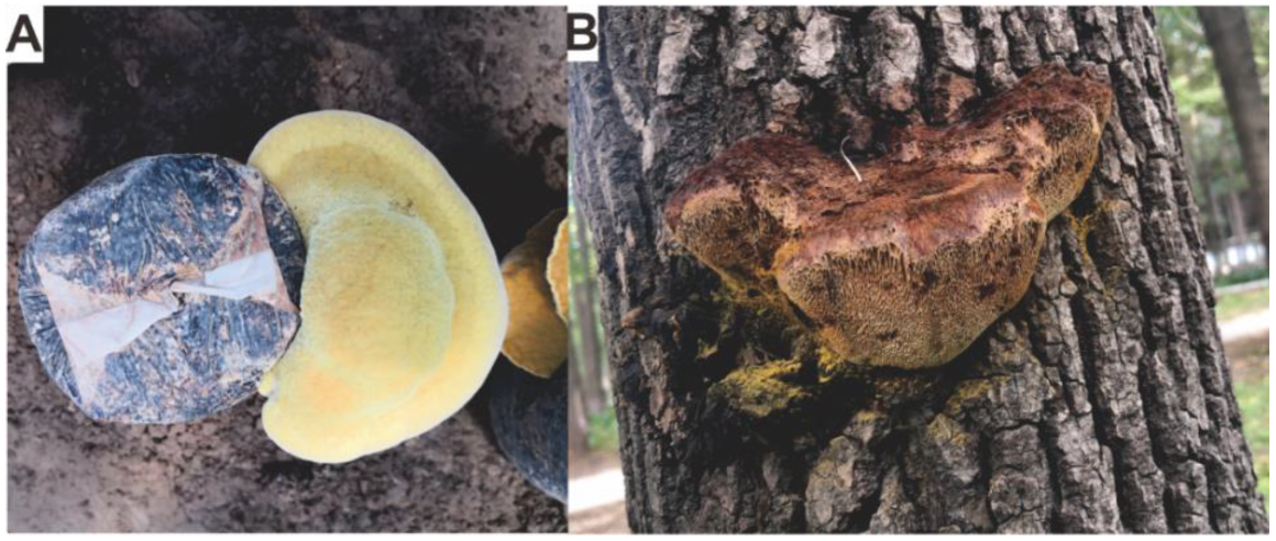 Antibiotics 11 01097 g001 Antibiotics 11 01097 g001