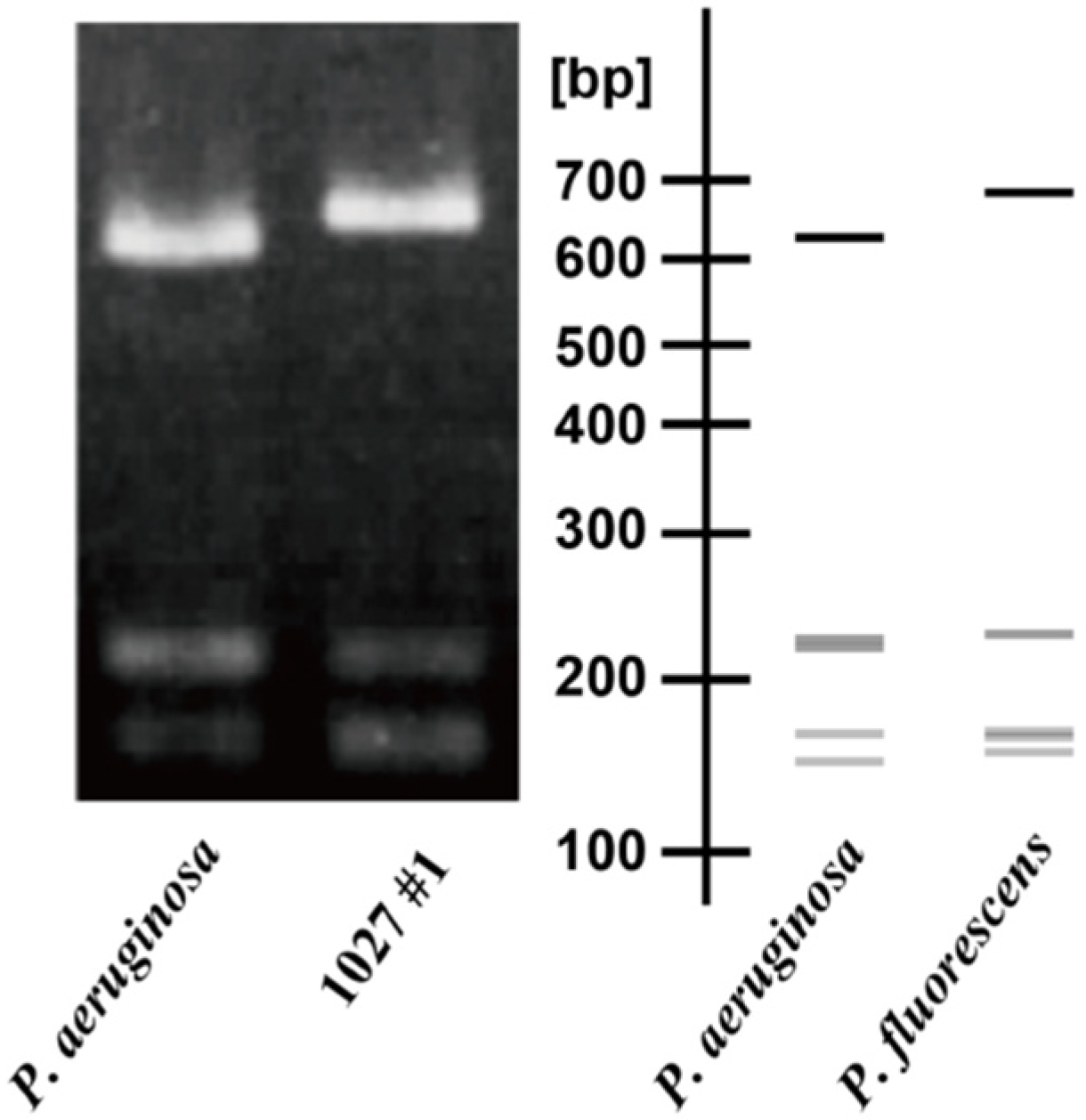 Antibiotics 11 01120 g001