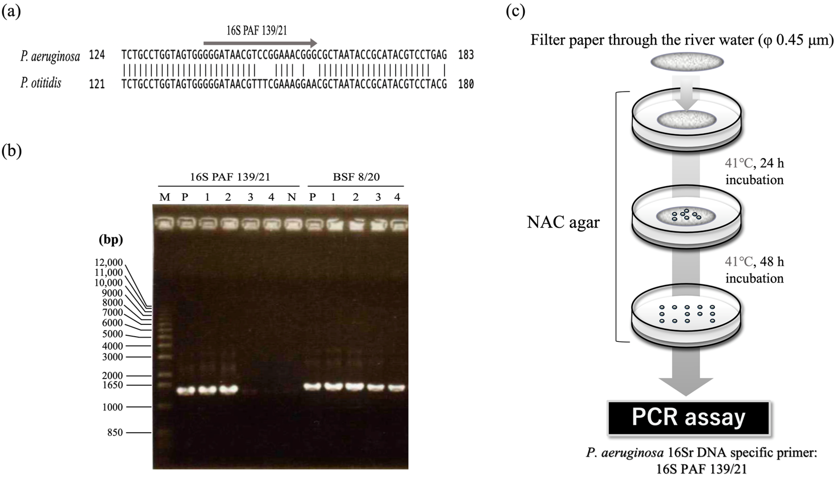 Antibiotics 11 01120 g002