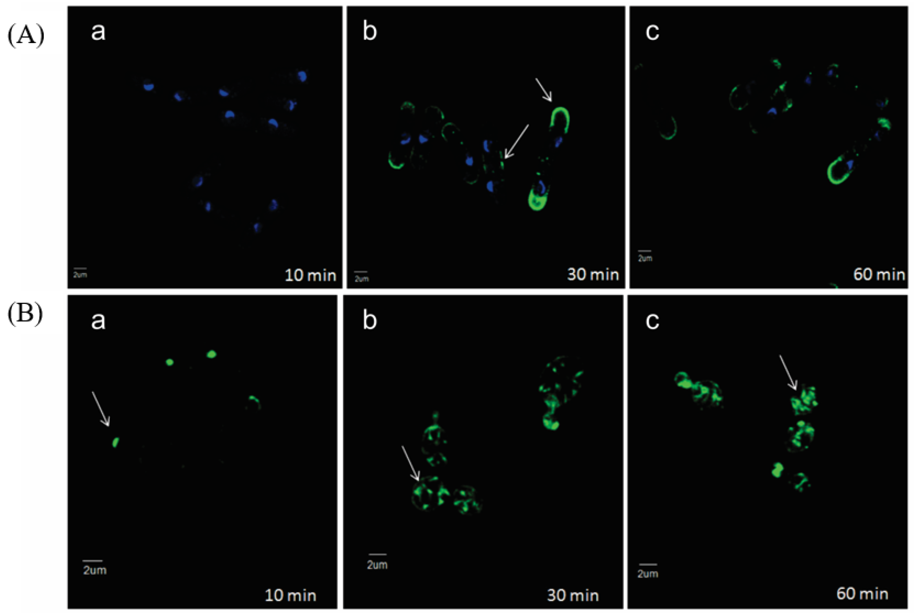Antibiotics 11 01143 g003