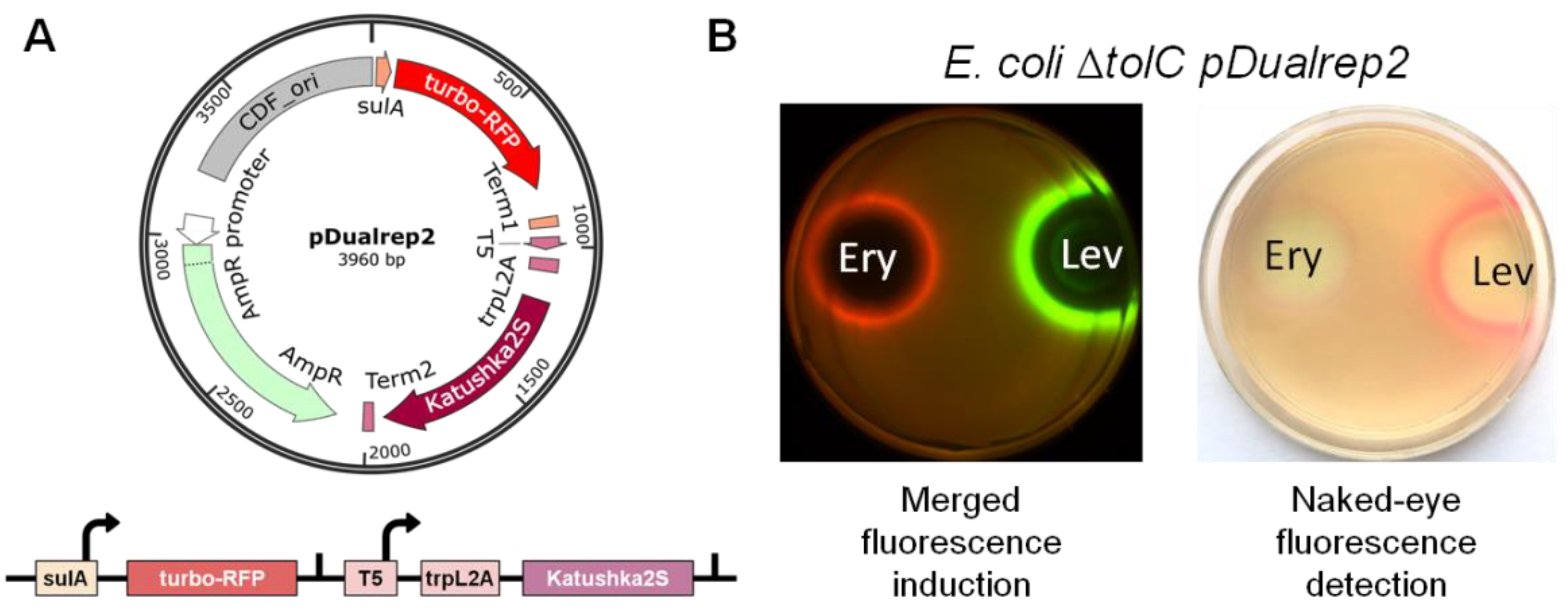 Antibiotics 11 01198 g001
