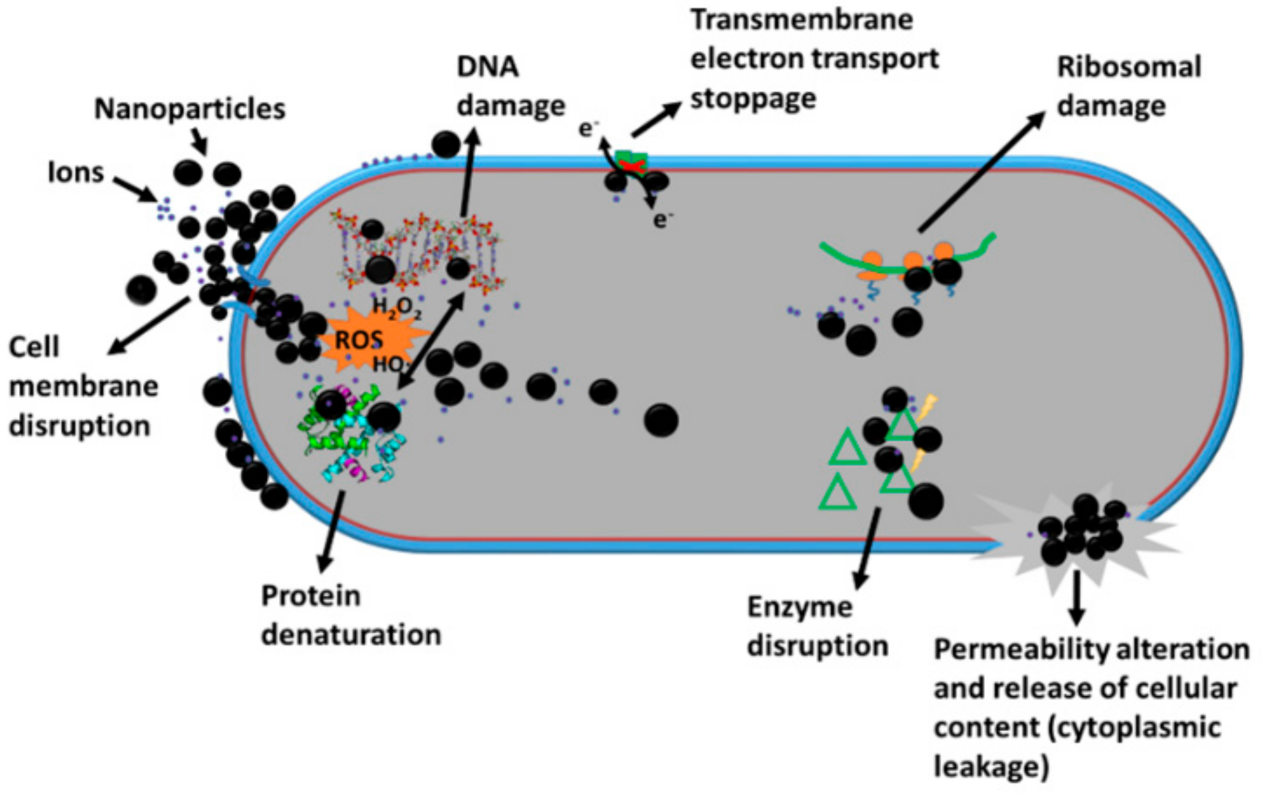 Antibiotics 11 01205 g001
