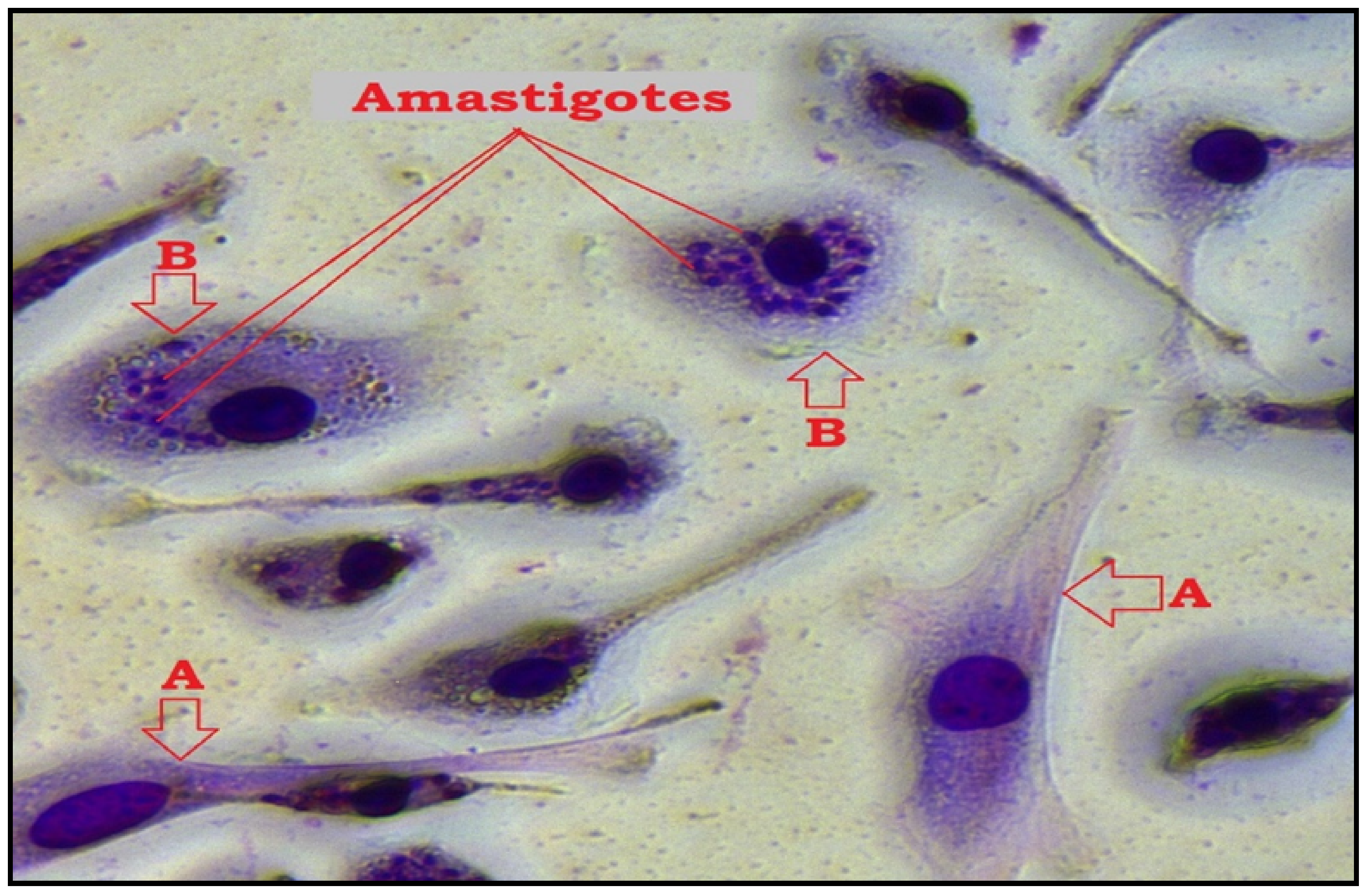 Antibiotics 11 01206 g004