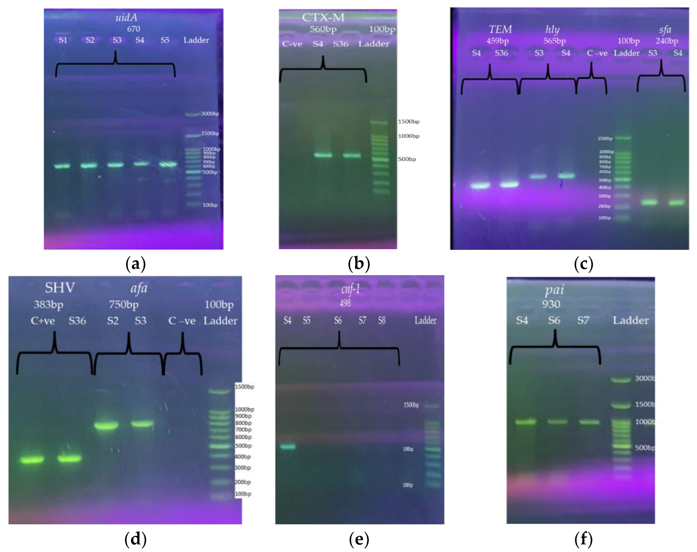 Antibiotics 11 01246 g001