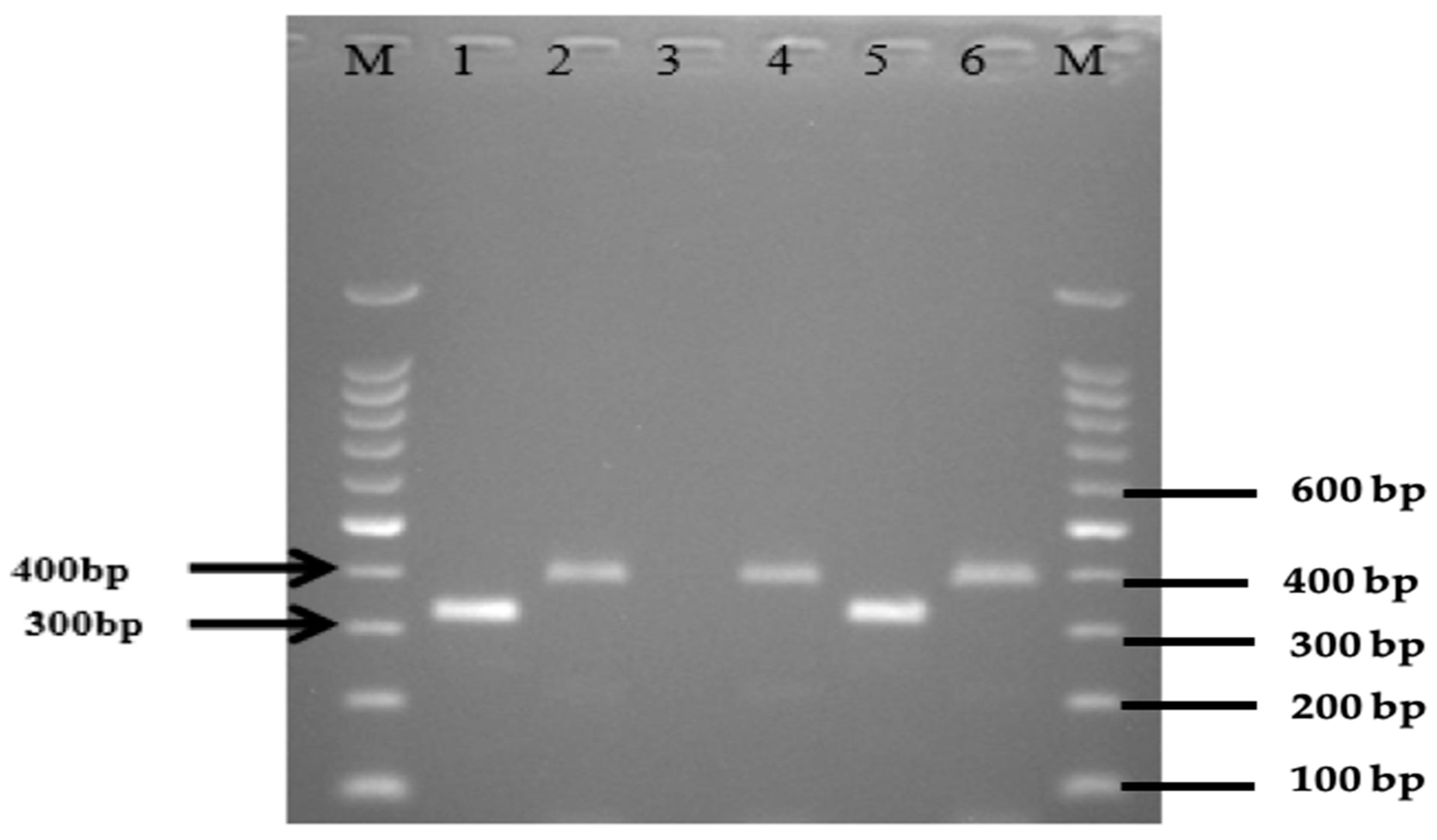 Antibiotics 11 01275 g001