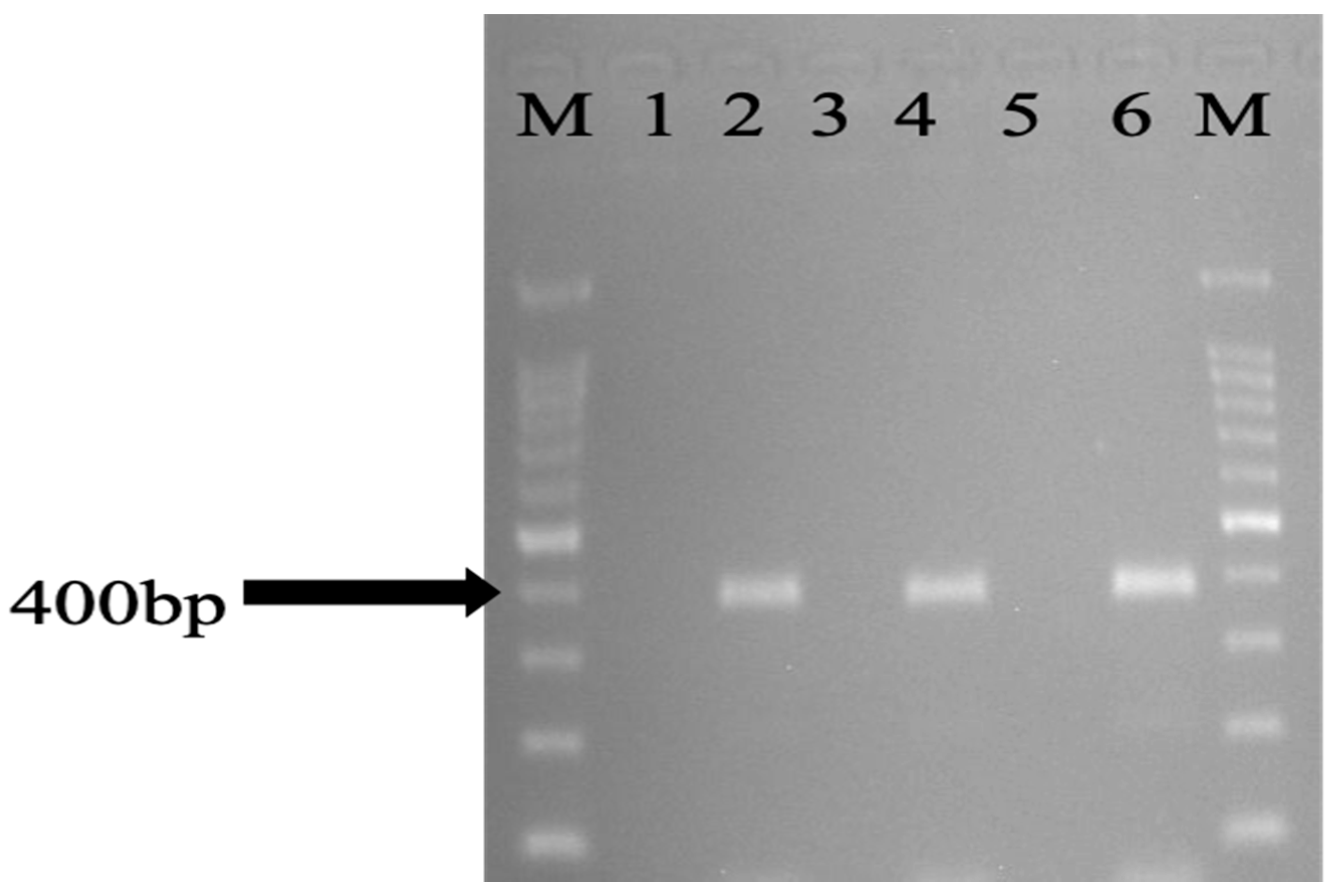 Antibiotics 11 01275 g002