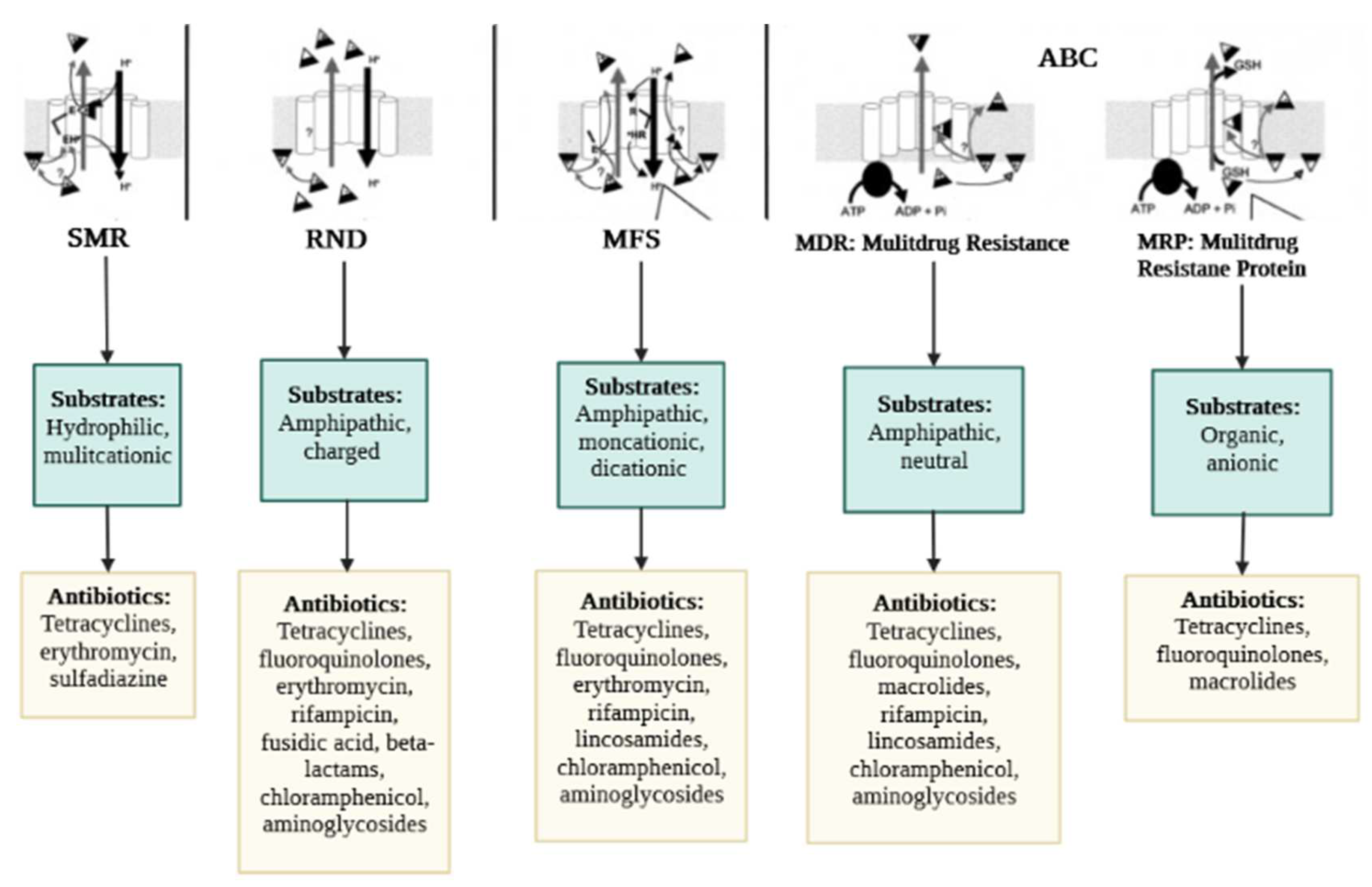 Antibiotics 11 01287 g003