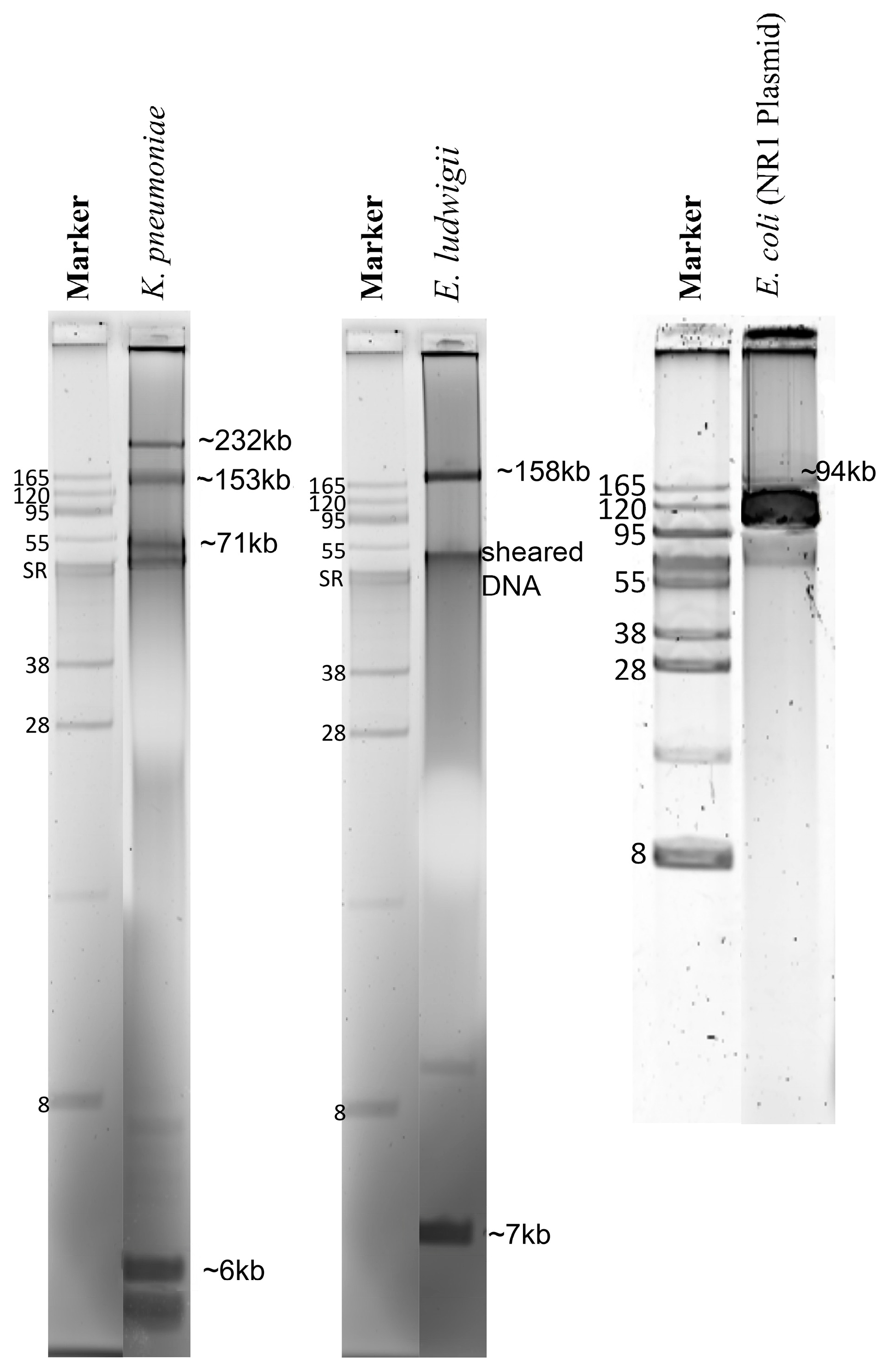 Antibiotics 11 01400 g001