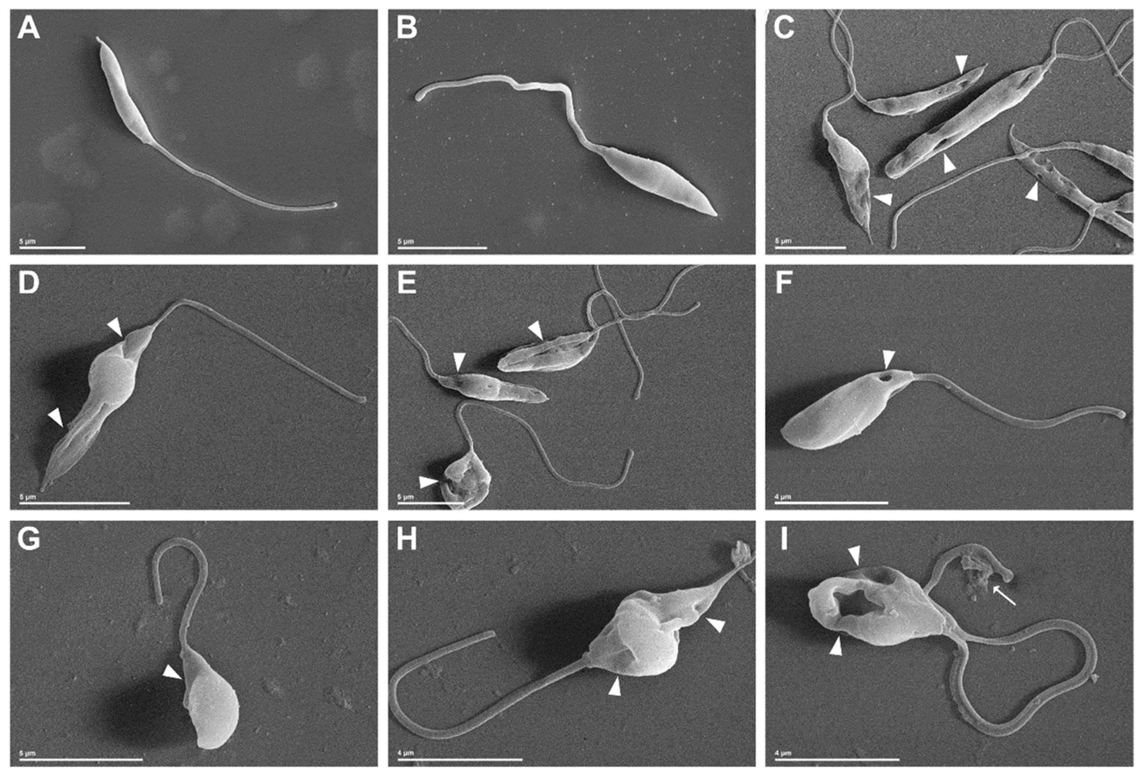 Antibiotics 11 01402 g006