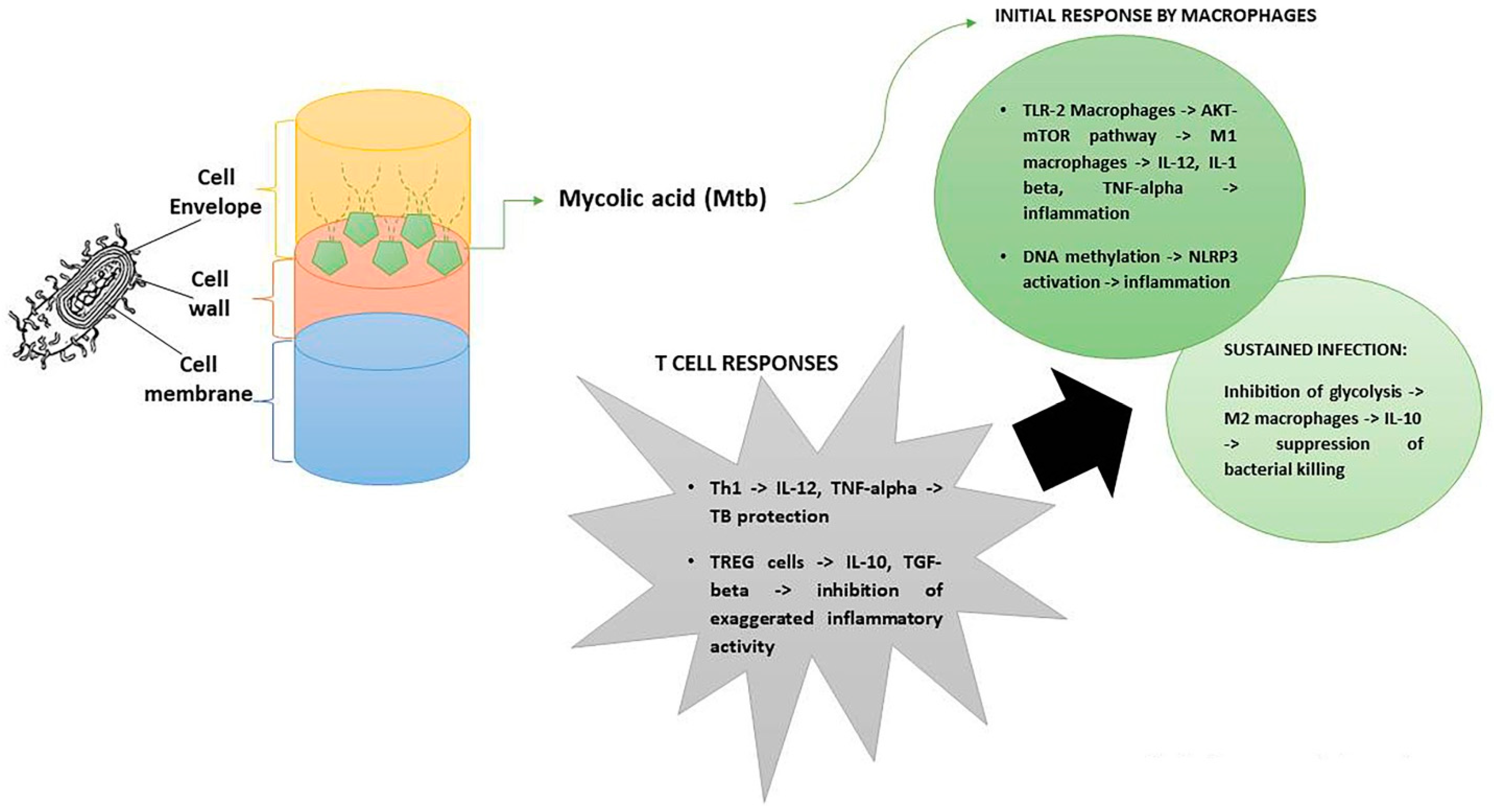 Antibiotics 11 01431 g001