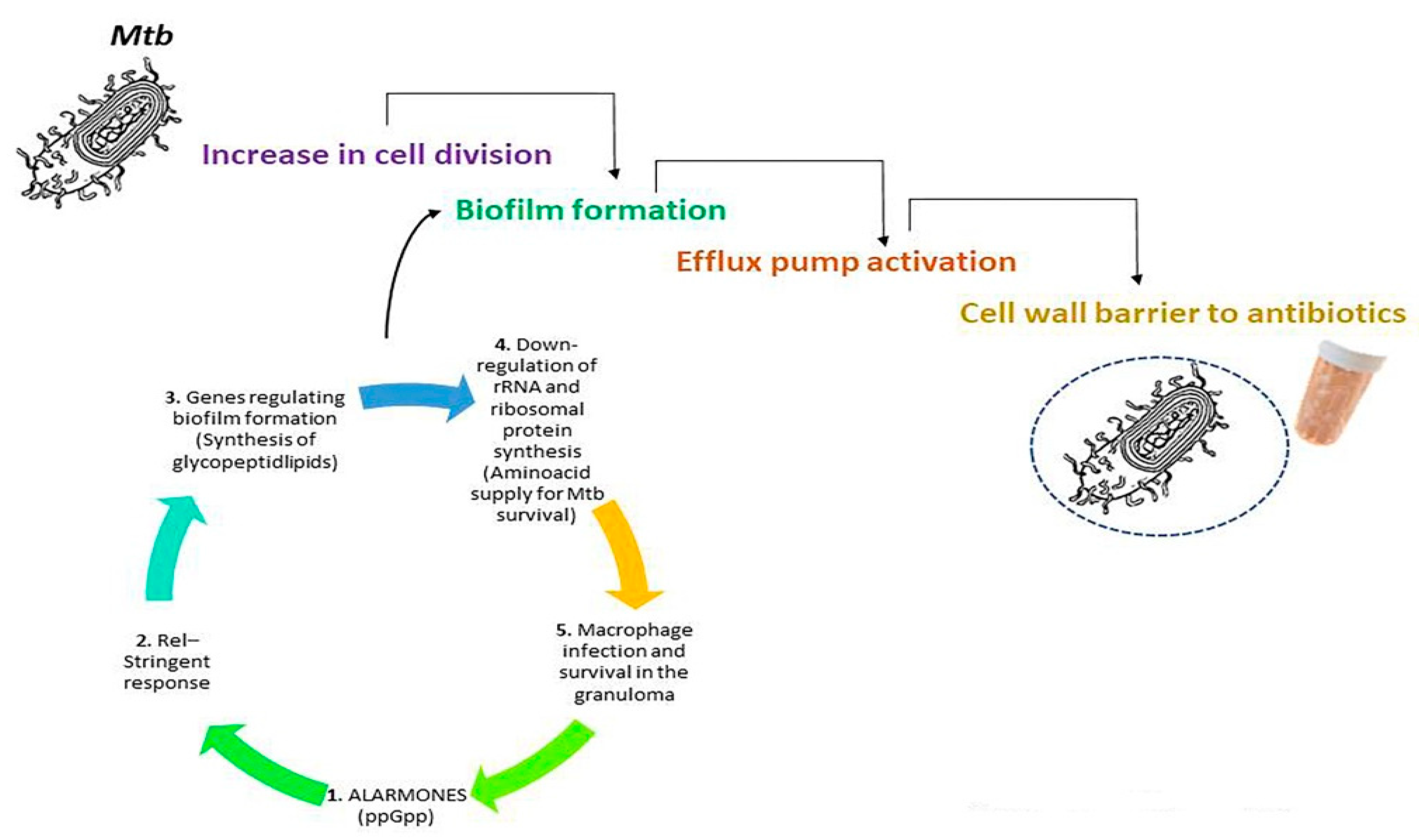 Antibiotics 11 01431 g002