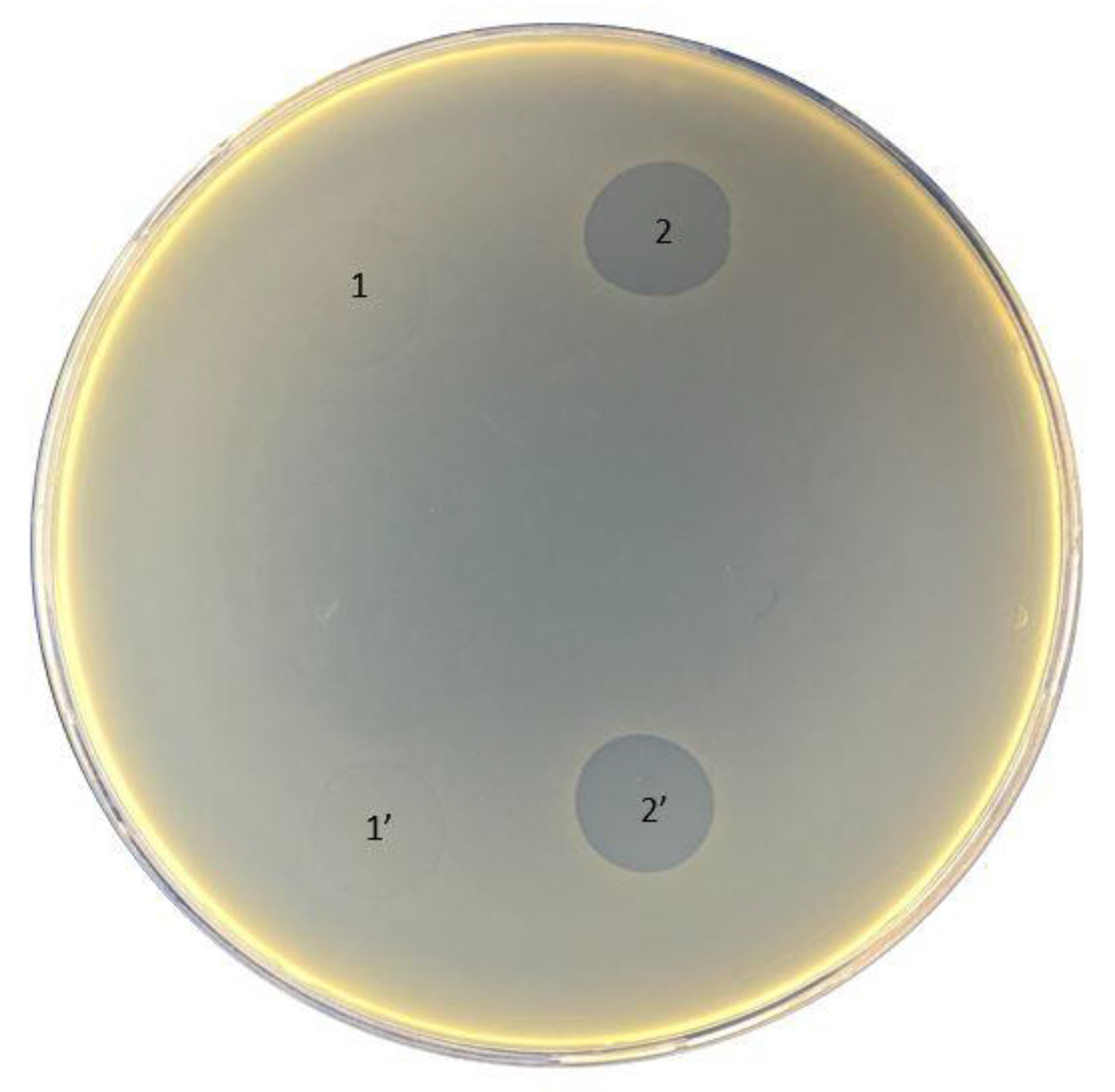 Antibiotics 11 01706 g002