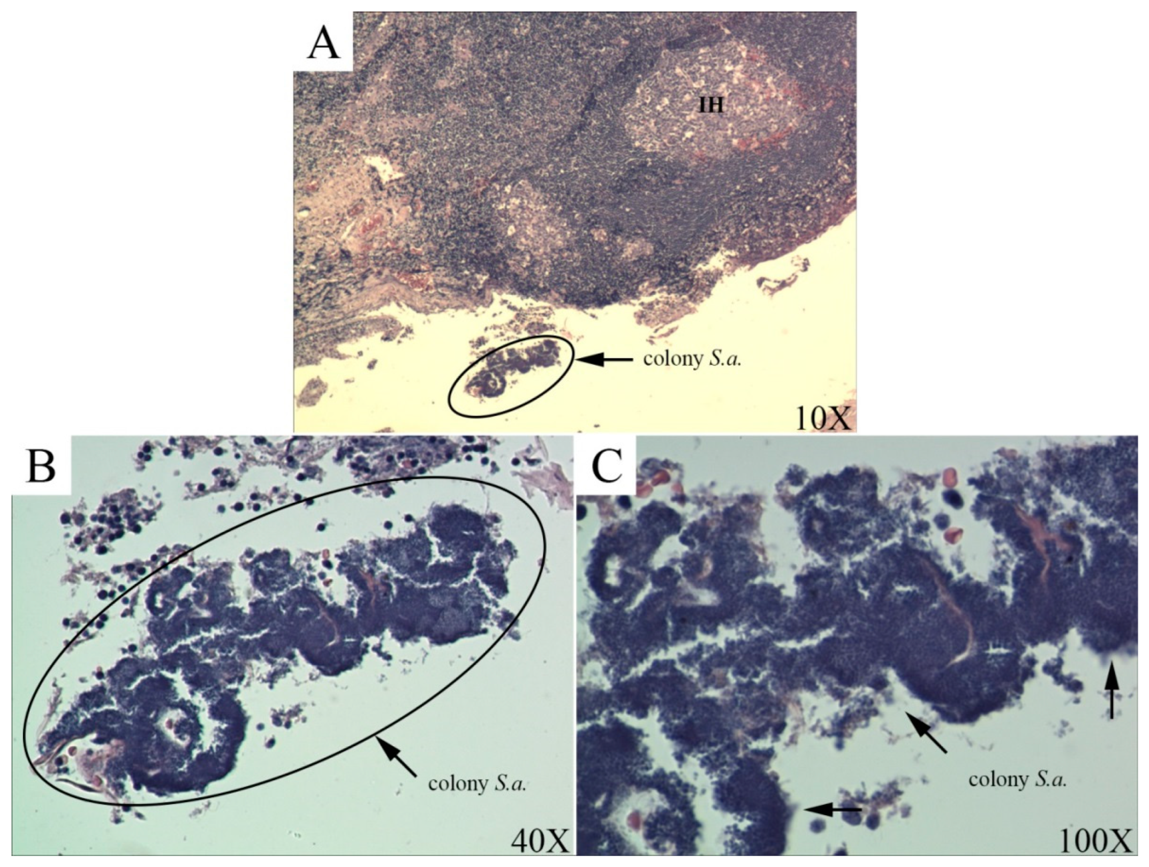 Antibiotics 11 01747 g003
