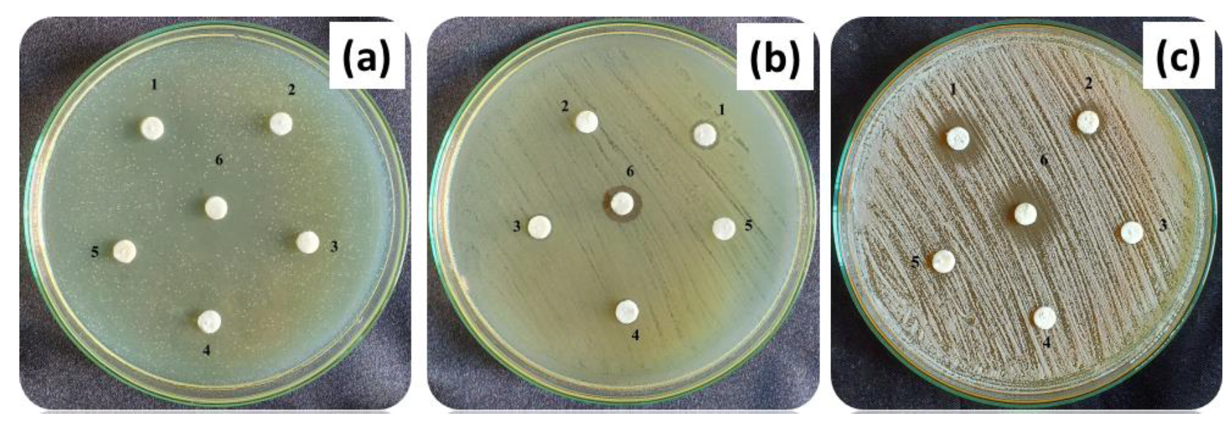 Antibiotics 11 01780 g013