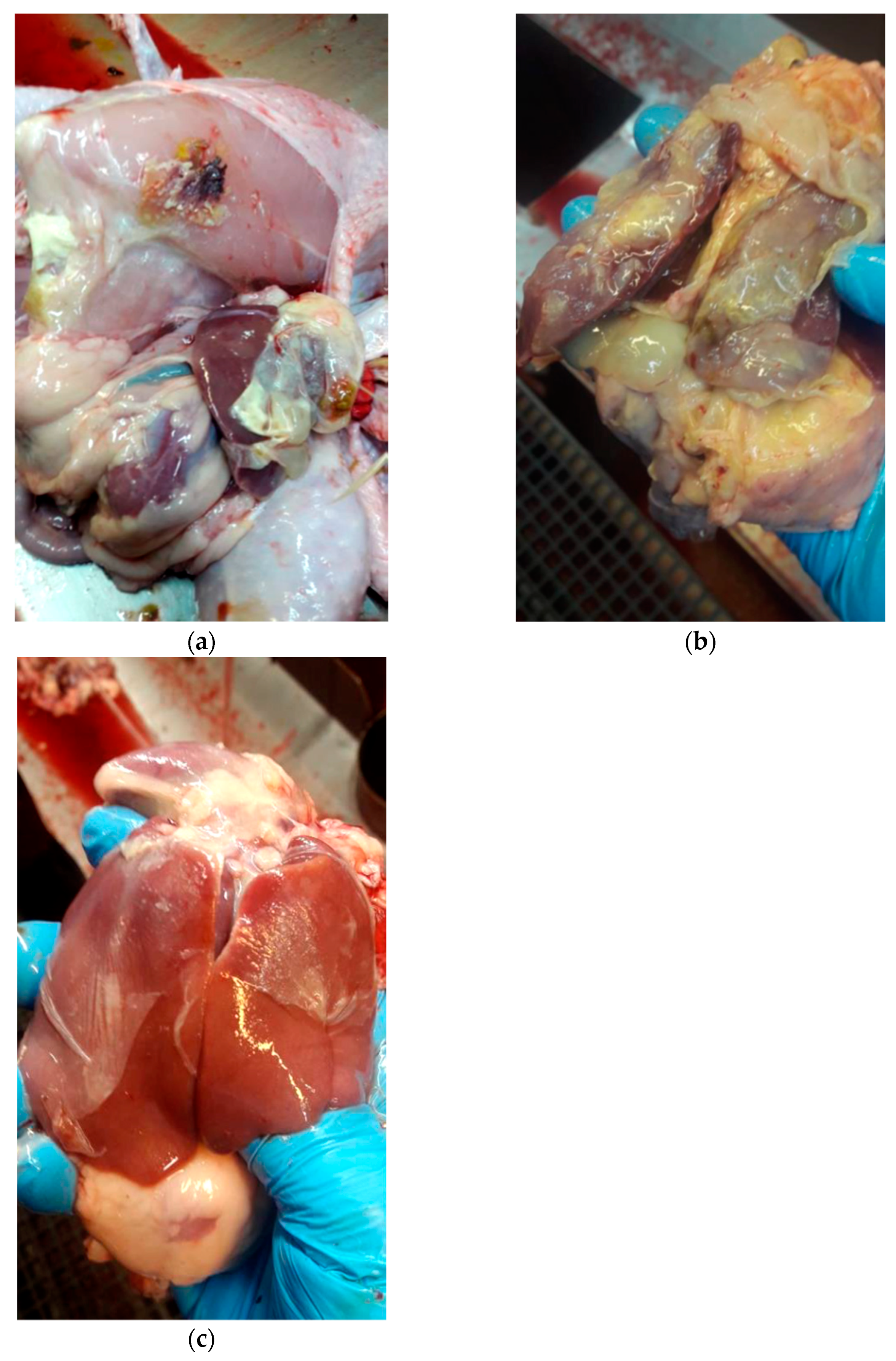 Antibiotics 11 01818 g003