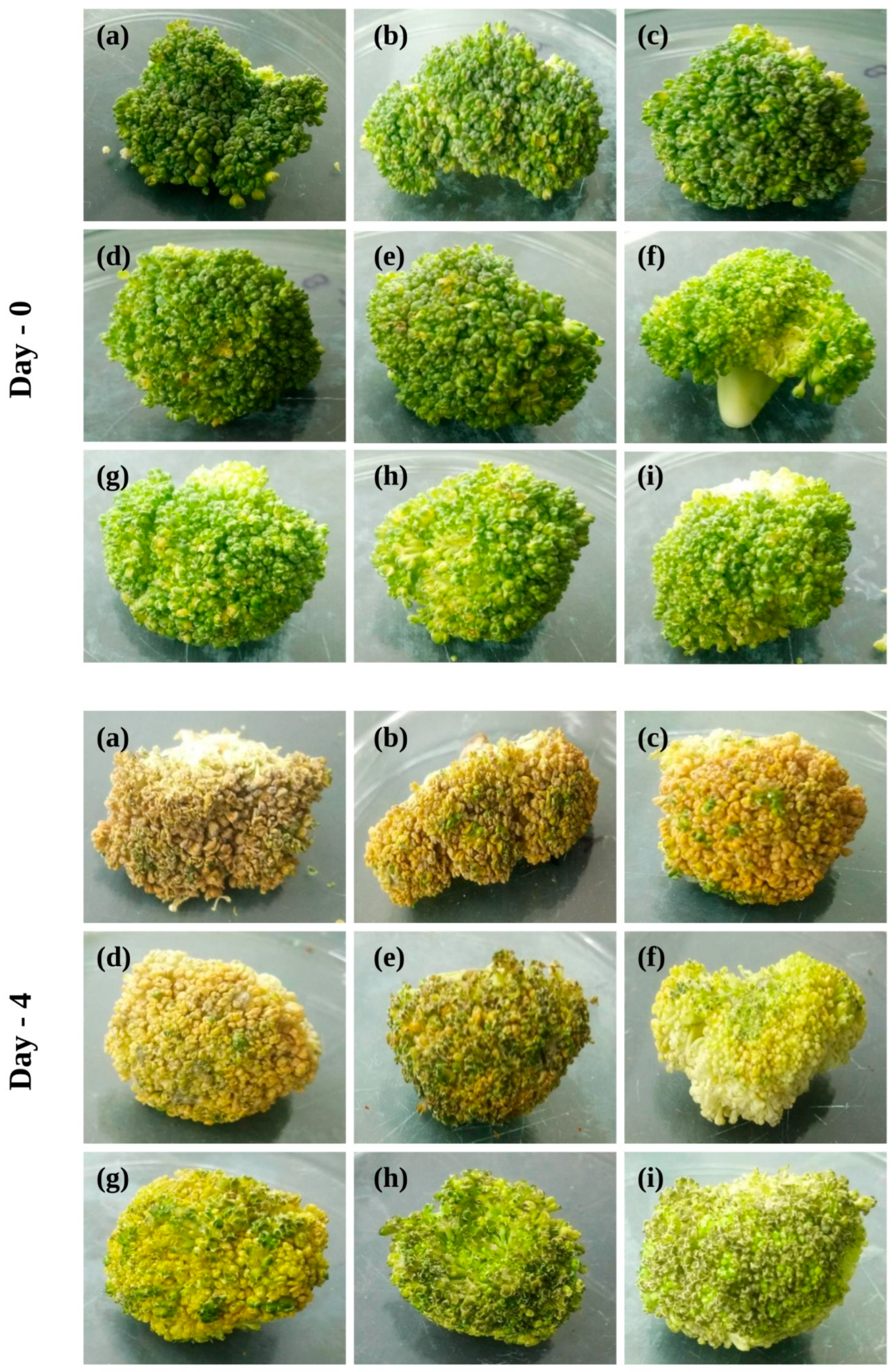 Antibiotics 11 01820 g009