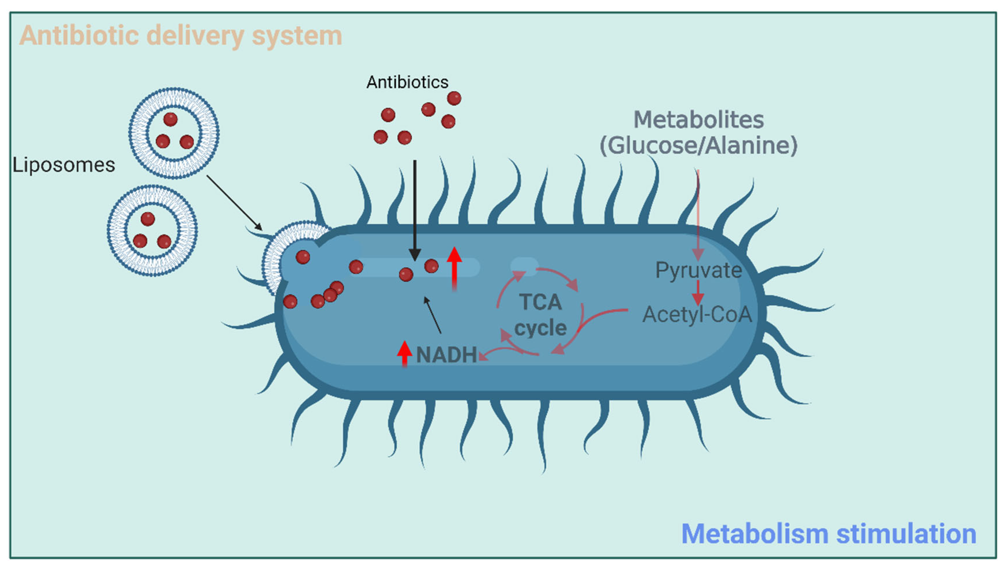 Antibiotics 12 00067 g003