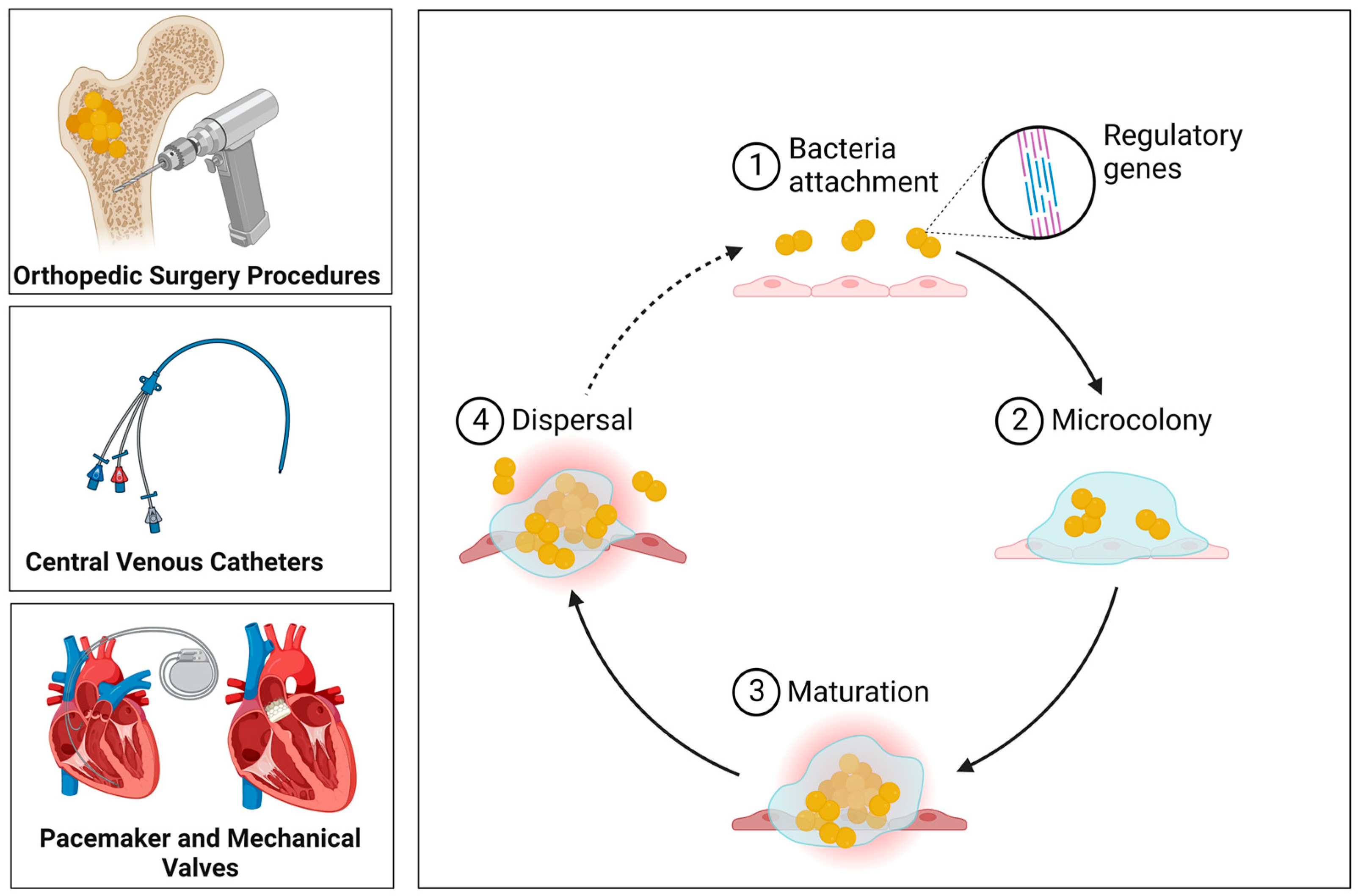 Antibiotics 12 00087 g002