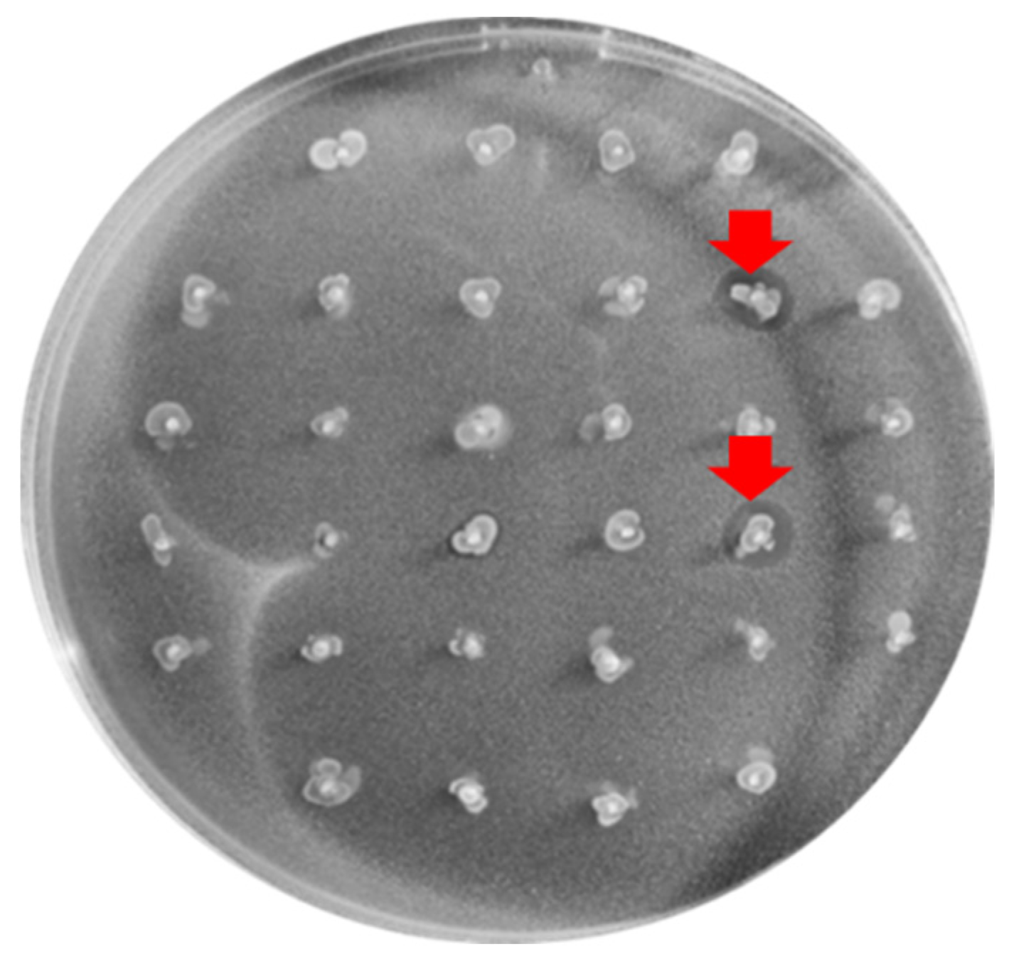 Antibiotics 12 00231 g001