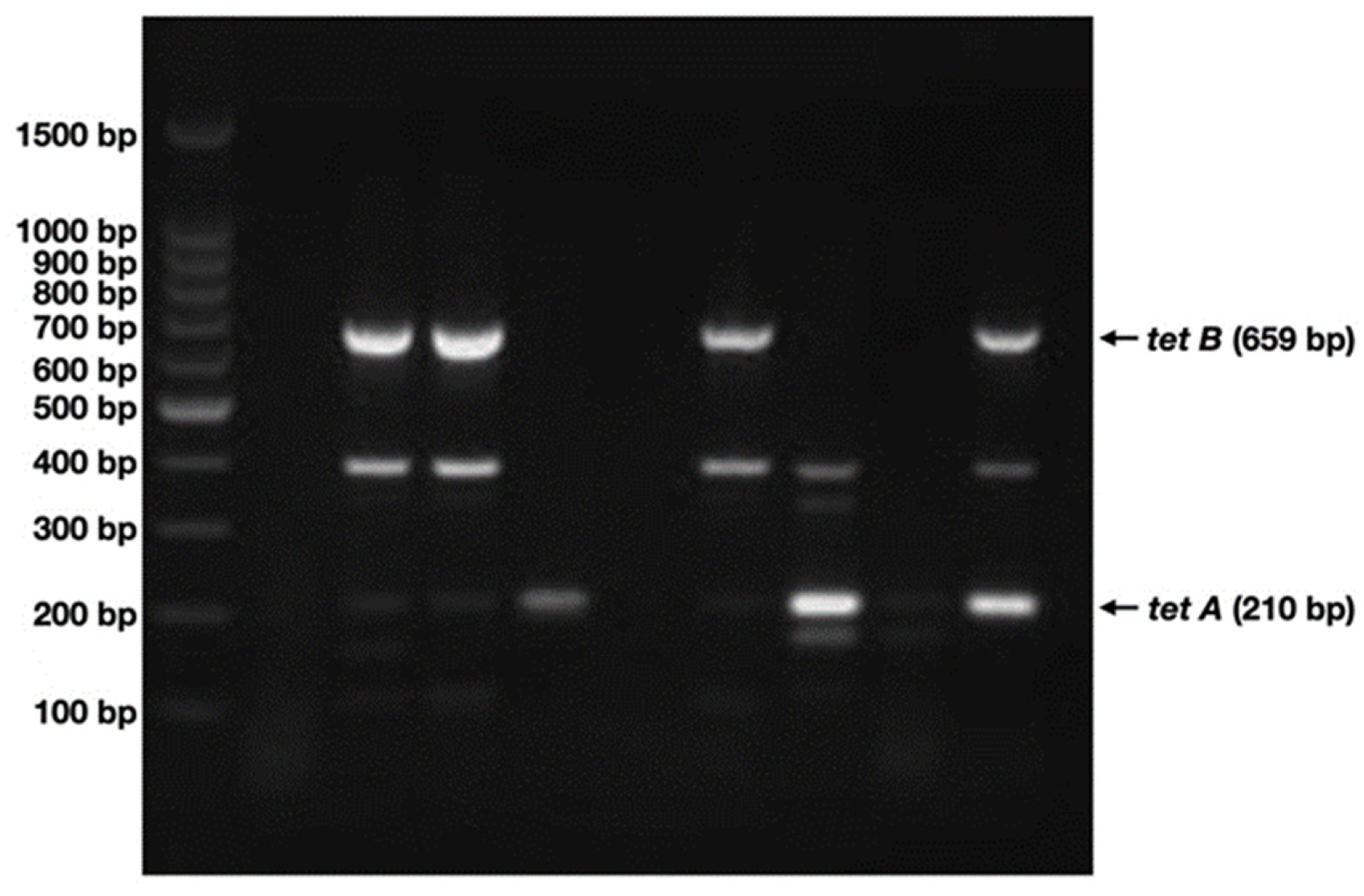 Antibiotics 12 00280 g004
