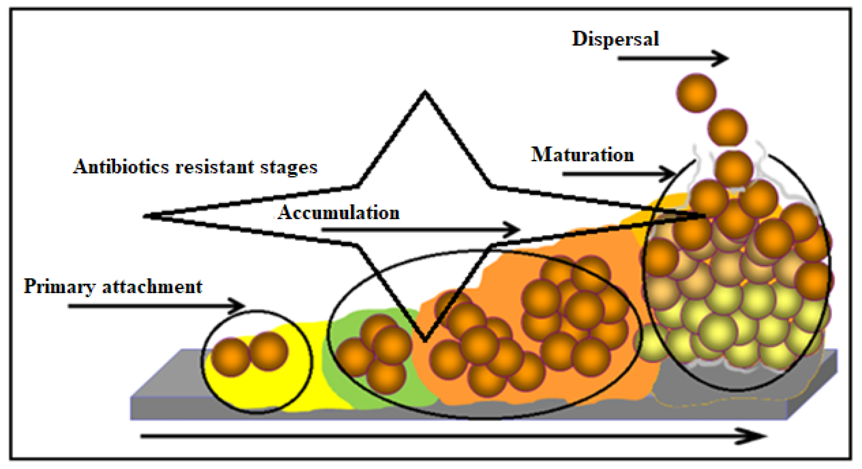 Antibiotics 12 00286 g003