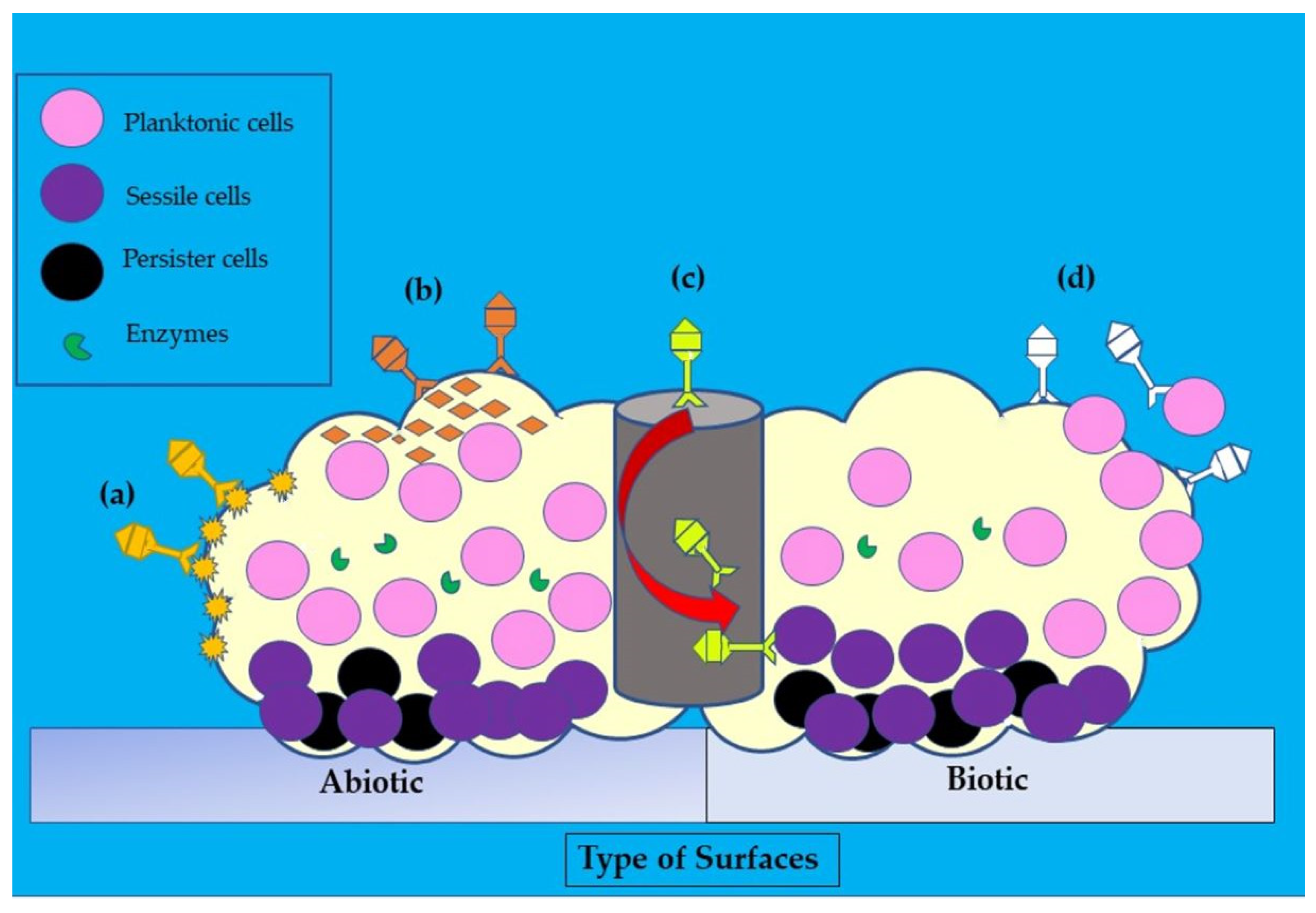 Antibiotics 12 00286 g005