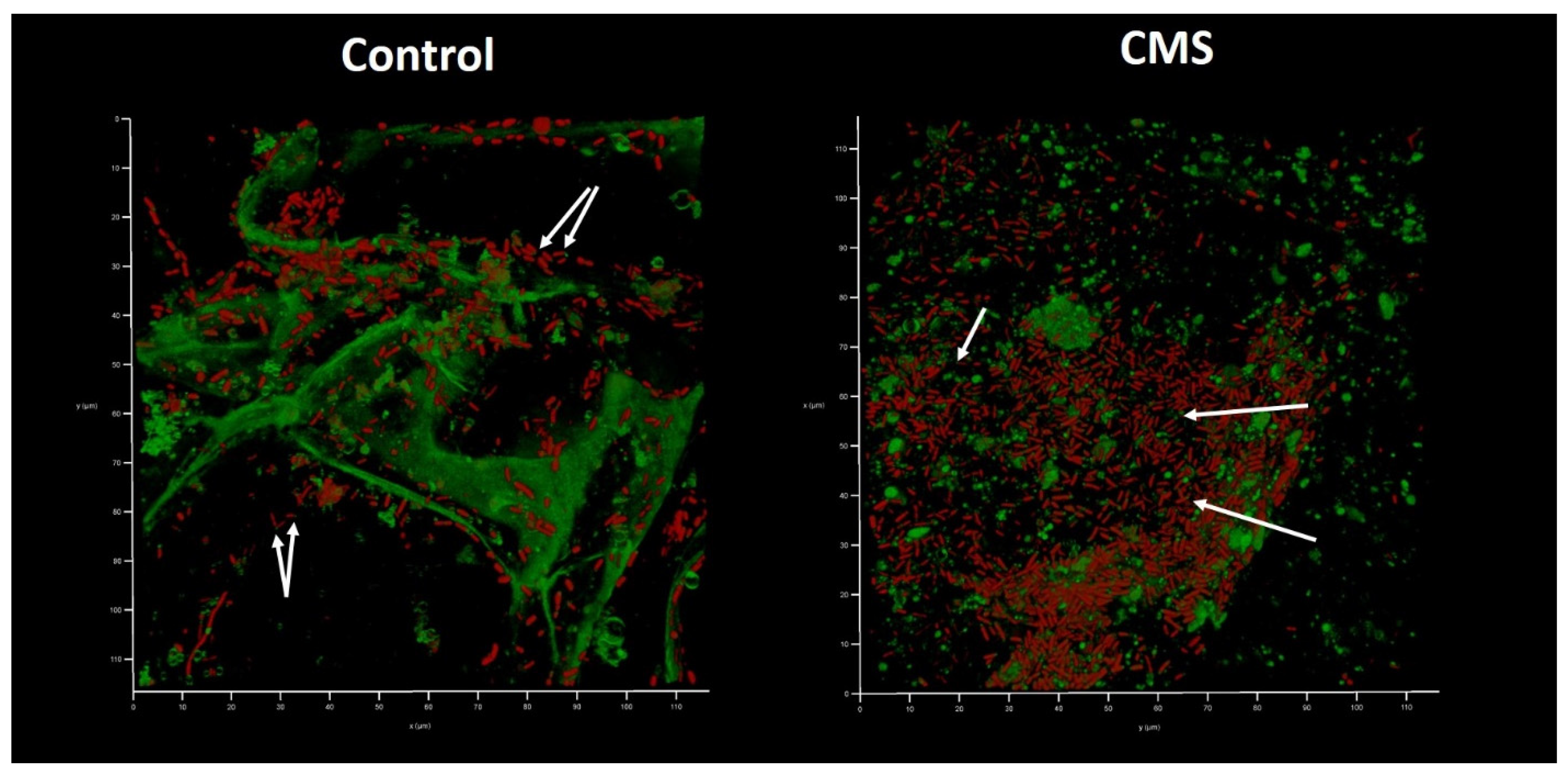 Antibiotics 12 00293 g007
