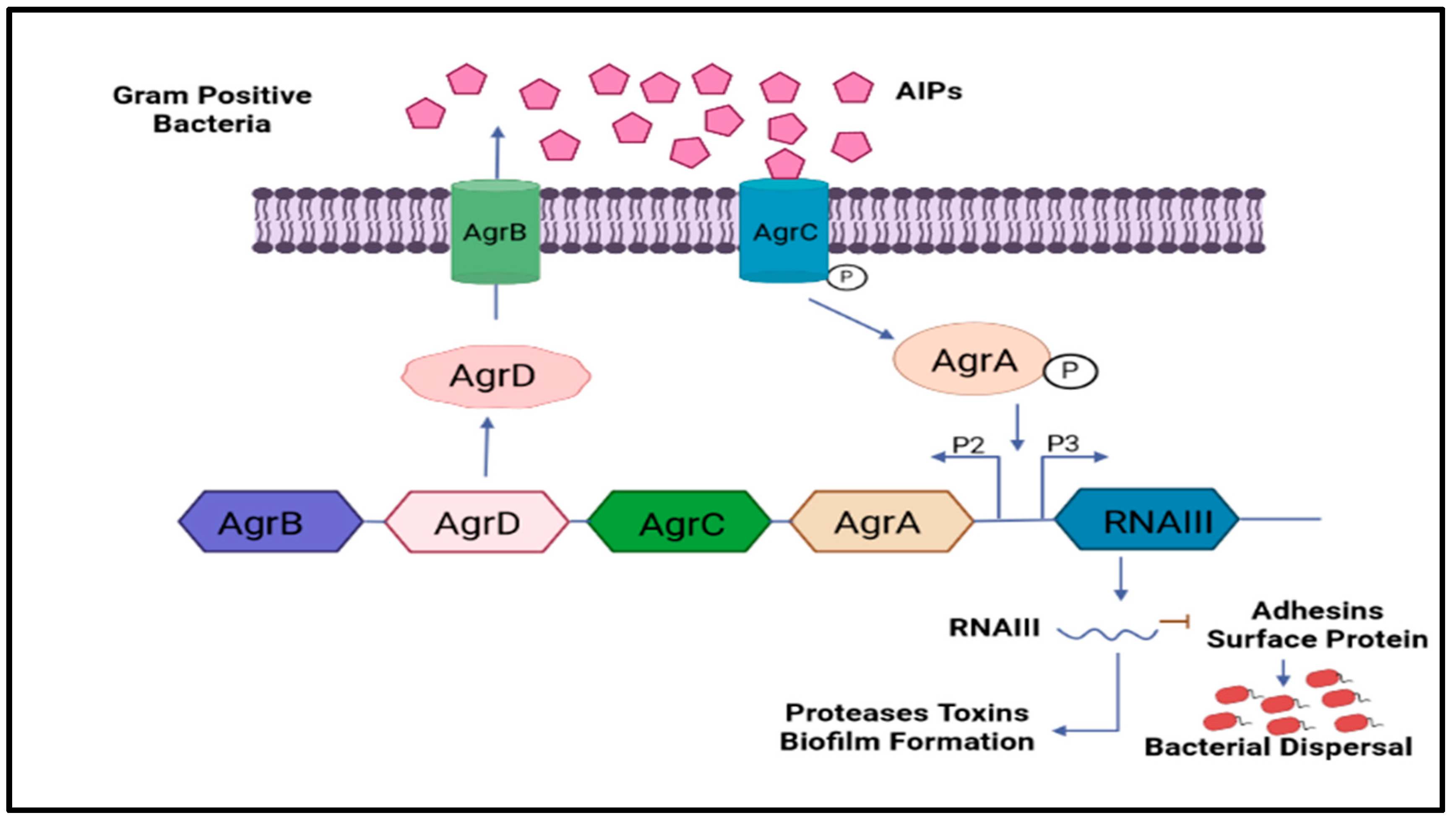 Antibiotics 12 00299 g004 Antibiotics 12 00299 g004
