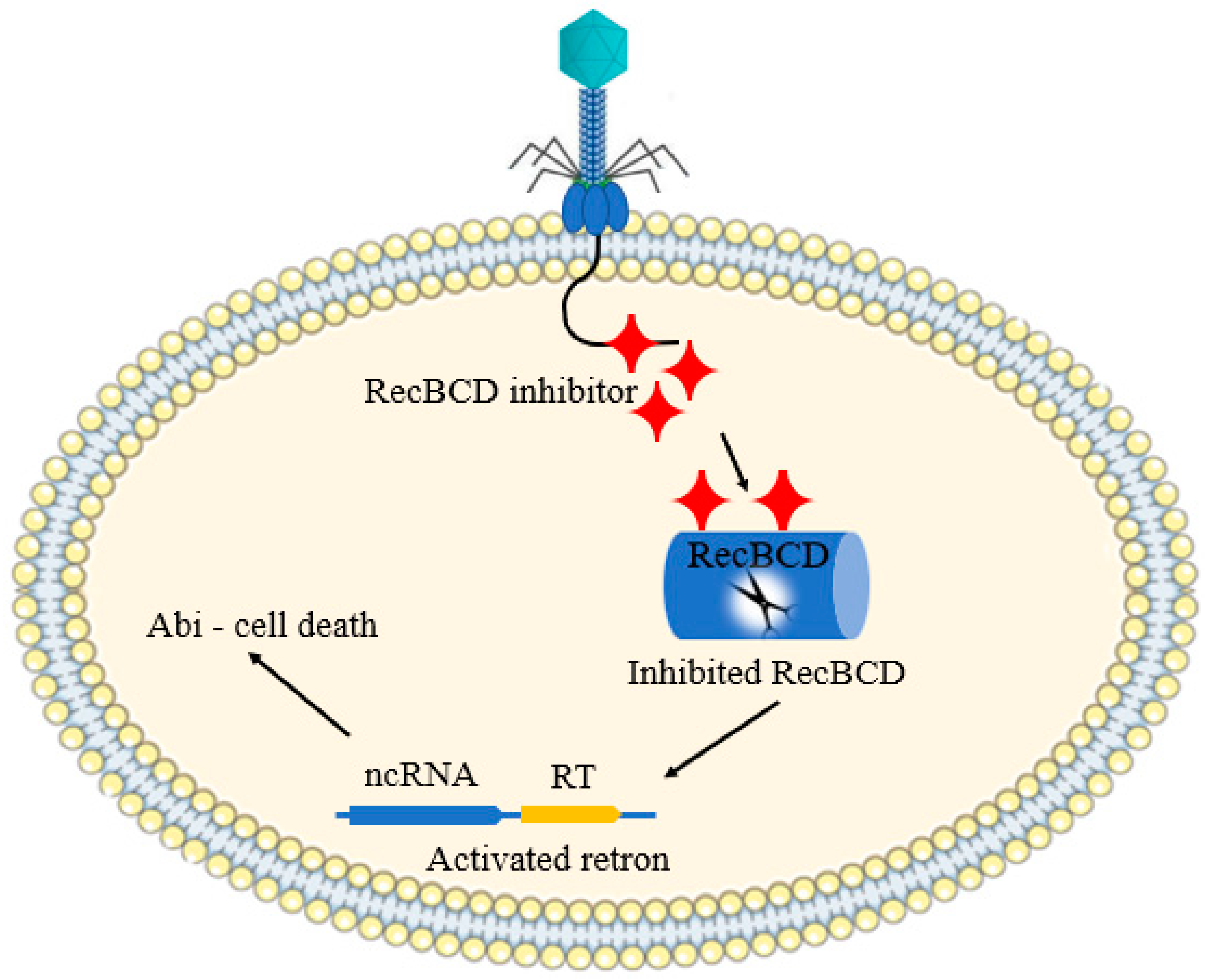 Antibiotics 12 00381 g007