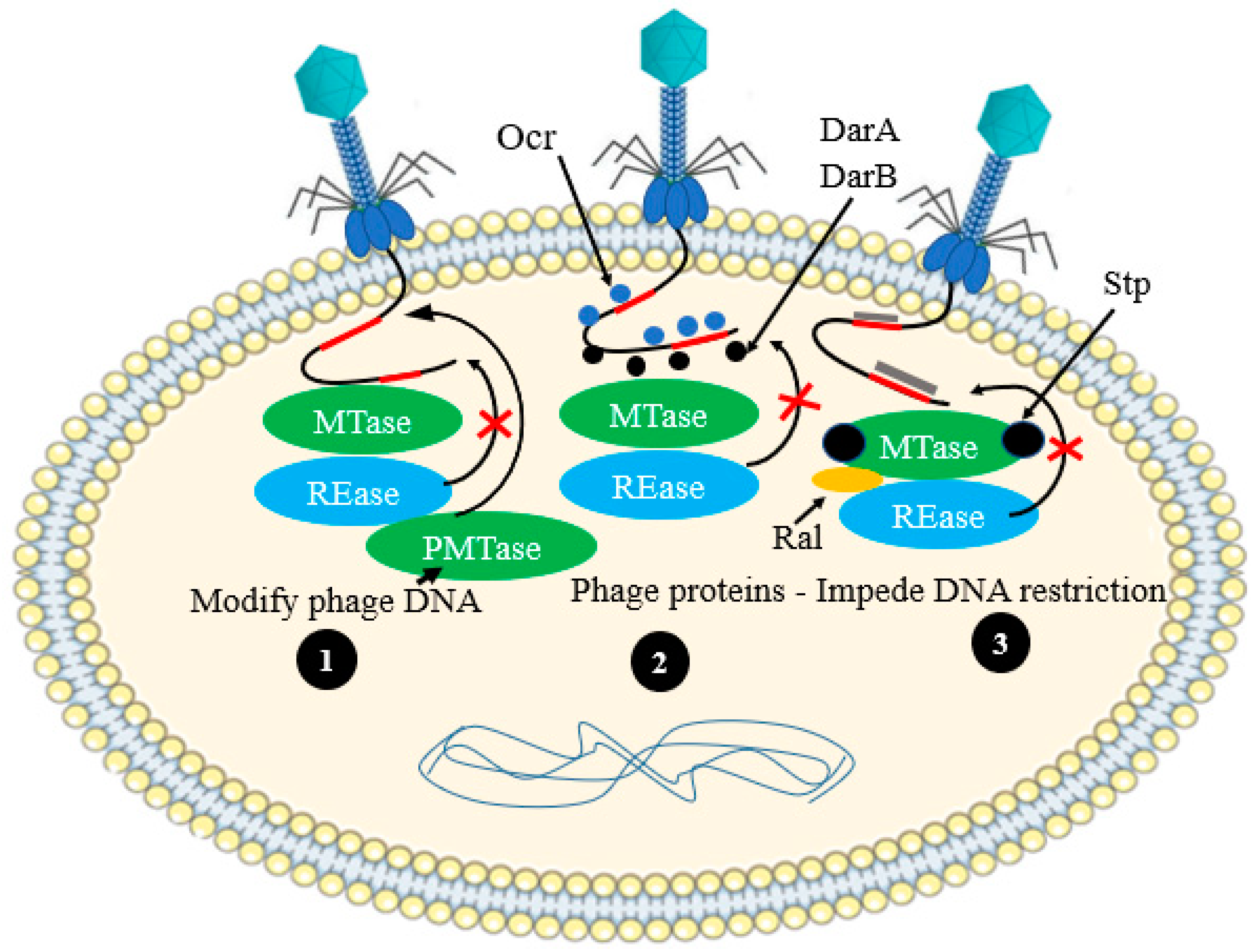 Antibiotics 12 00381 g010