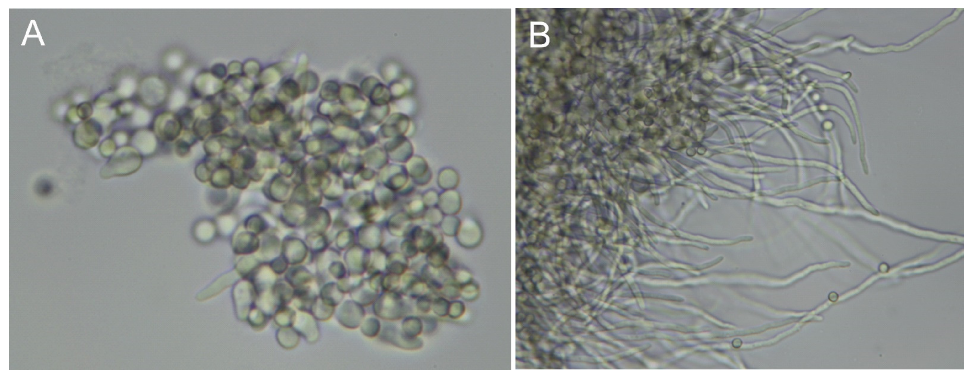 Antibiotics 12 00385 g002