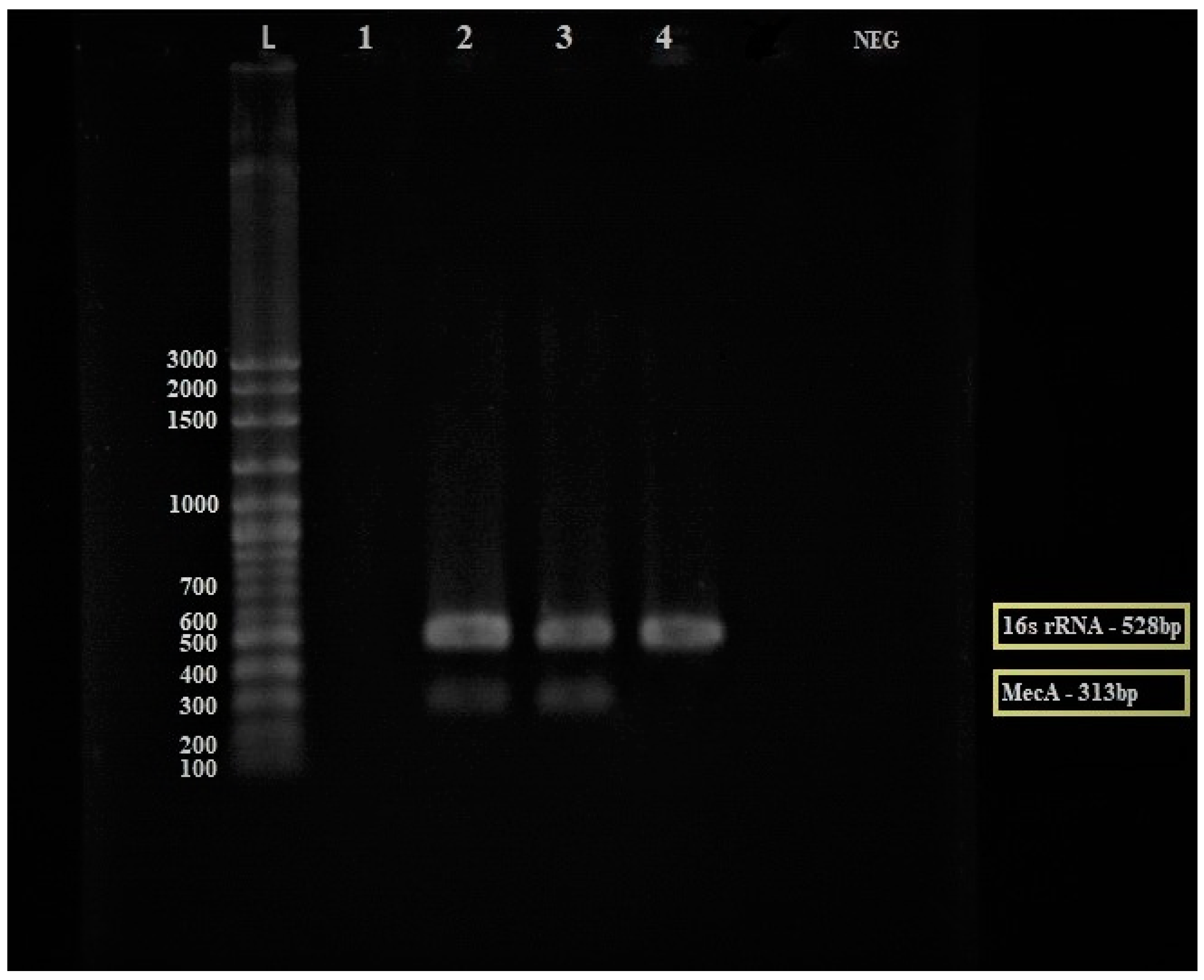 Antibiotics 12 00477 g003