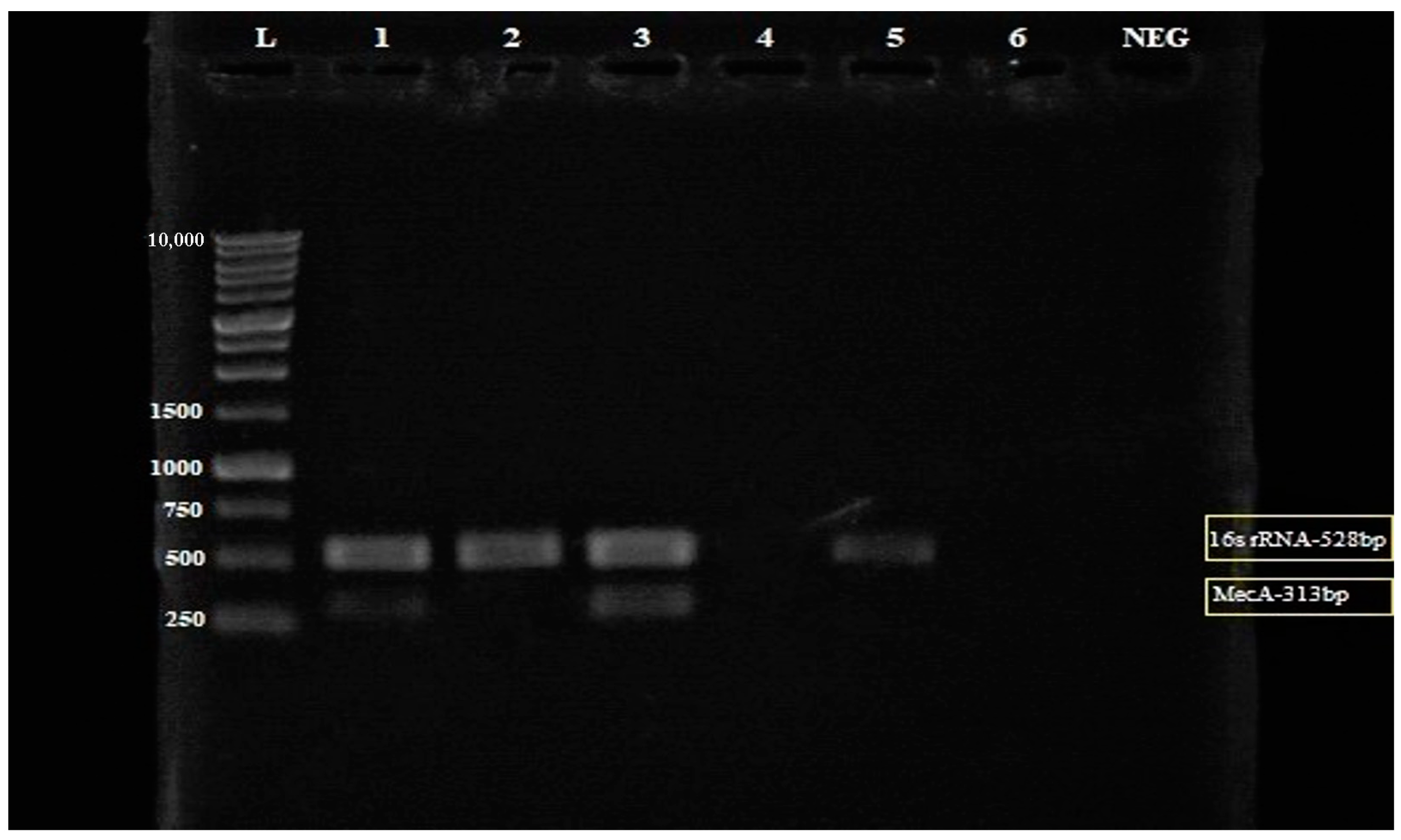 Antibiotics 12 00477 g004