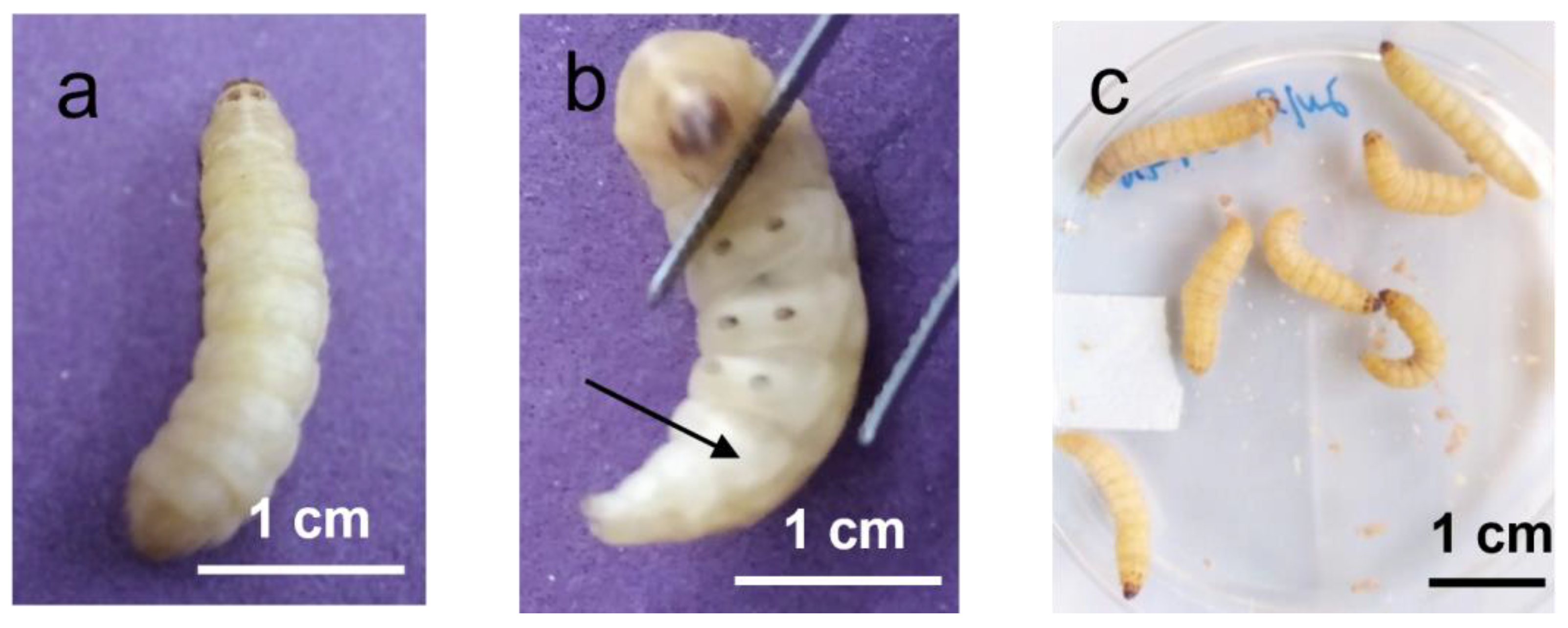 Antibiotics 12 00505 g001