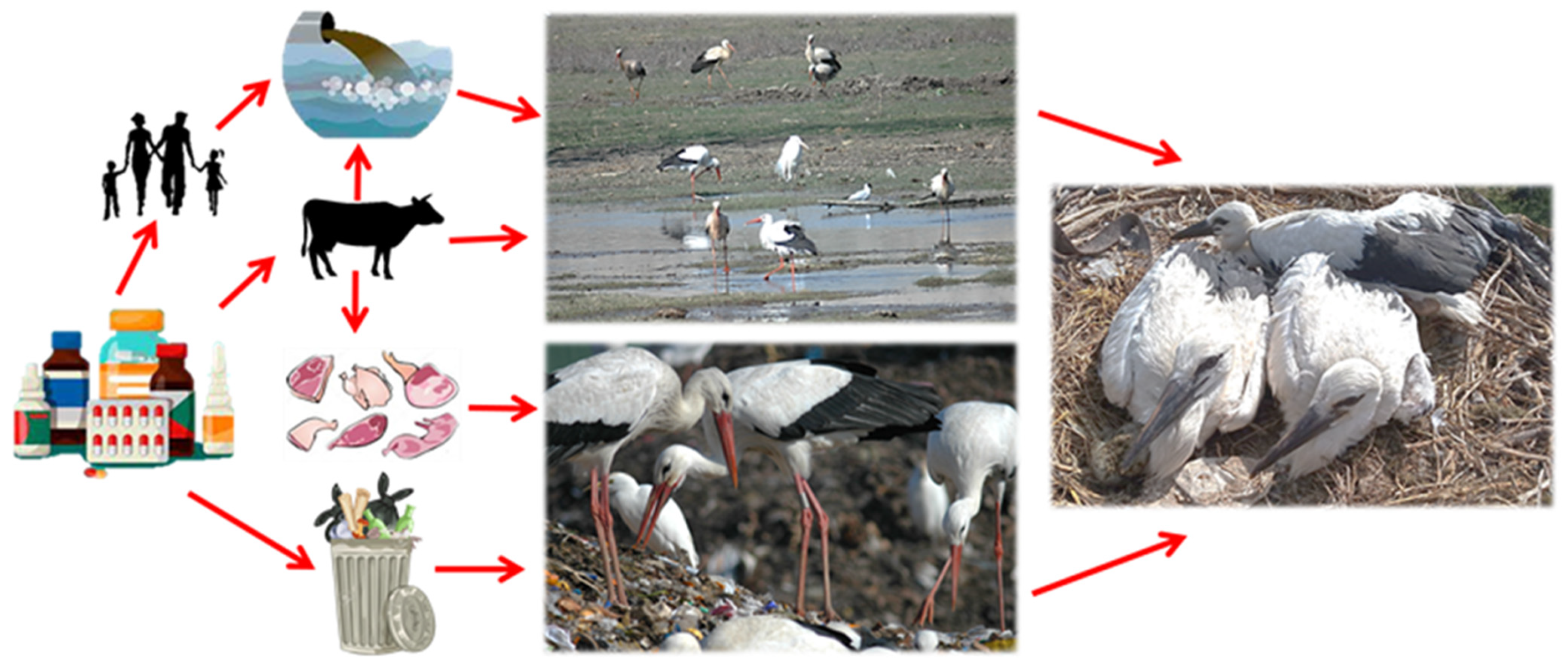 Antibiotics 12 00520 g001